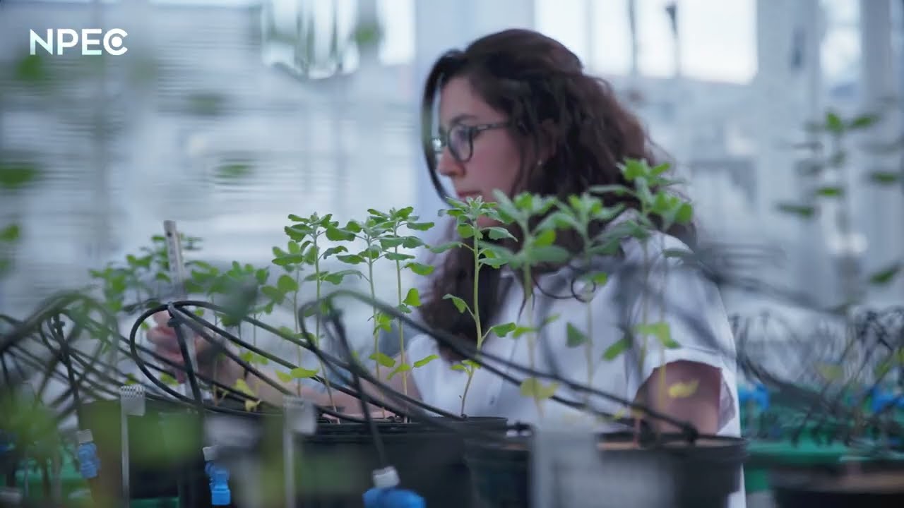 VR-tour lets you visit our high tech greenhouse for plant phenotyping: NPEC