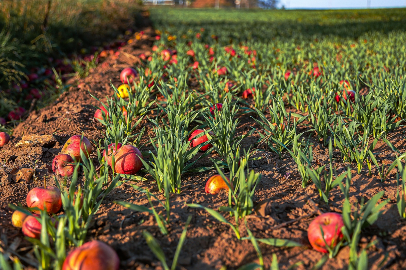 Gevallen appels liggen op gecultiveerde grond