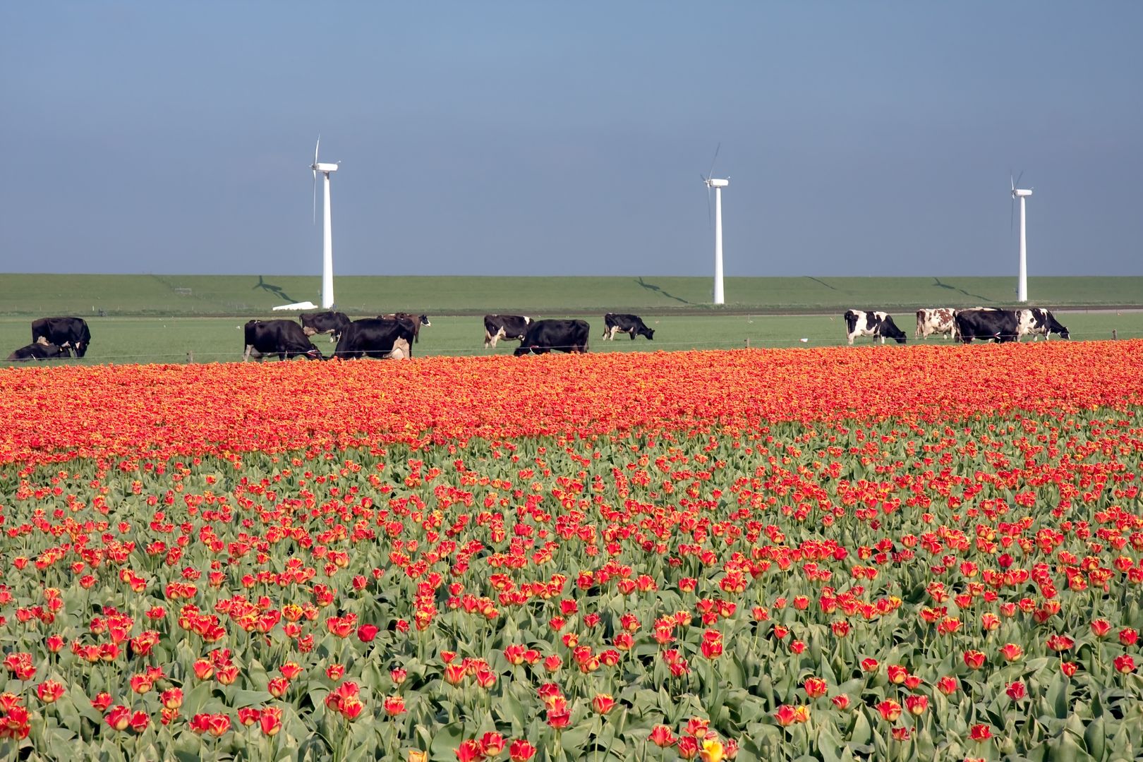 Landschap met tulpen, koeien en windmolens