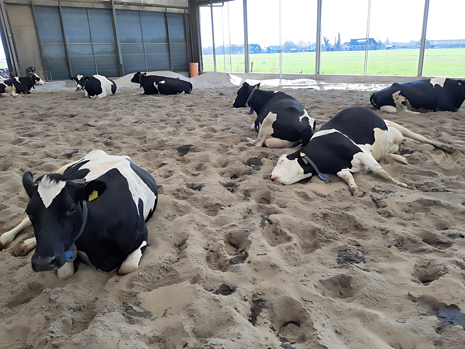 Koeienstal met een zandbodem