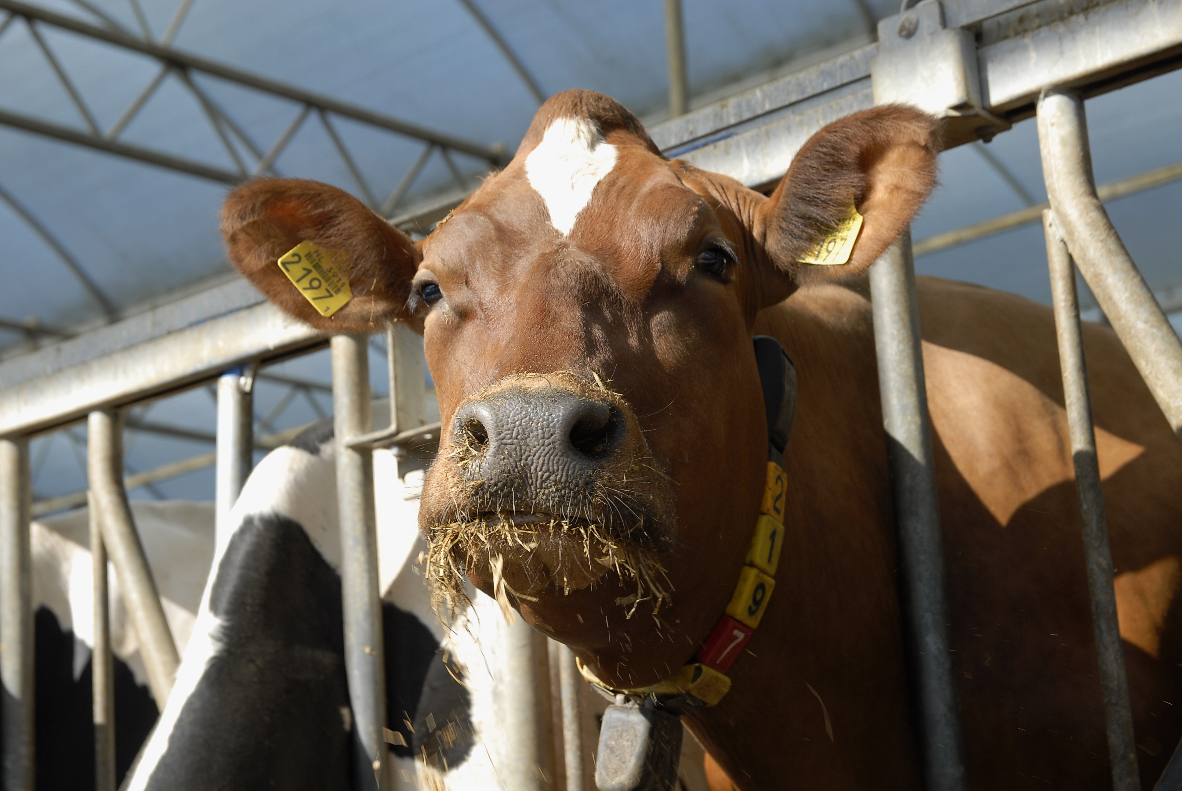 Zieke mensen en dieren basisschool