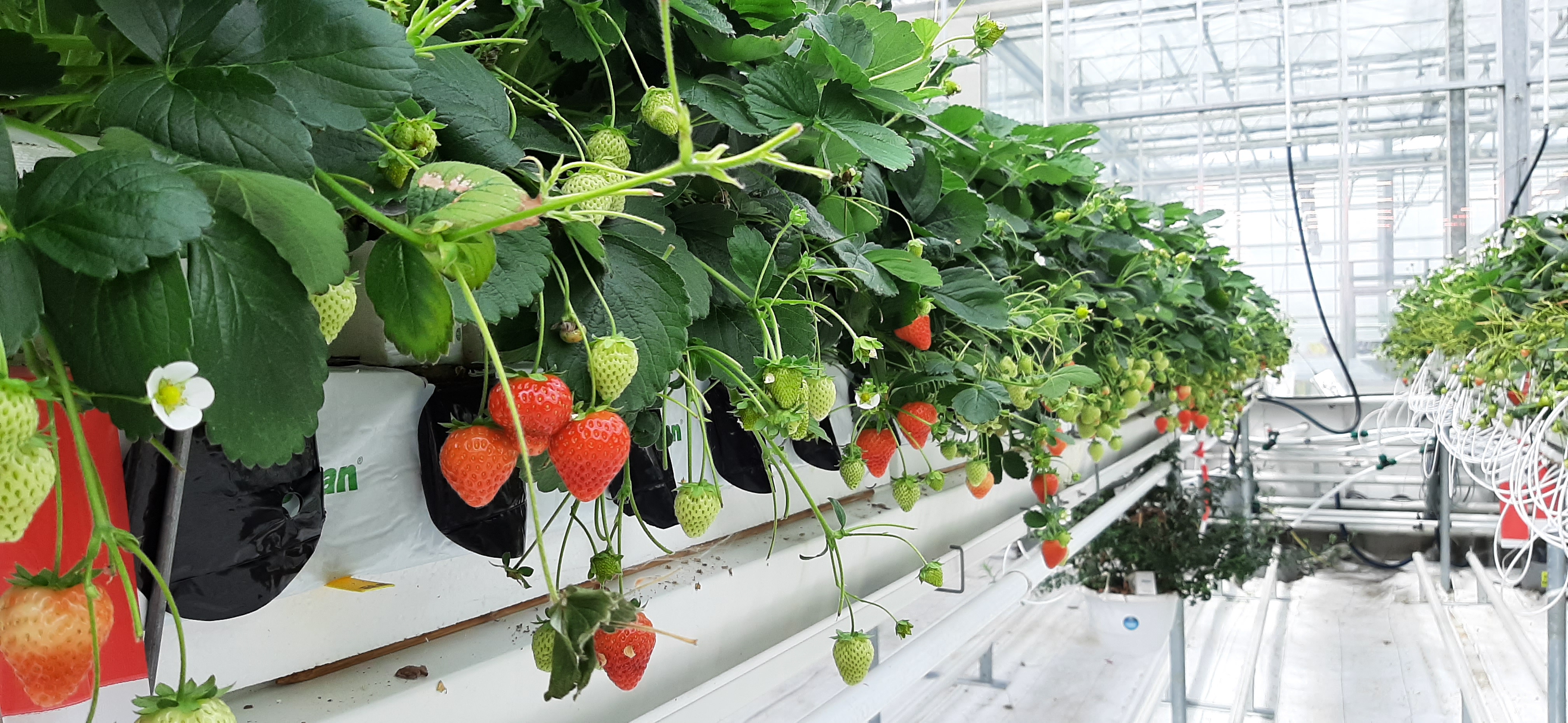 strawberries in greenhouse