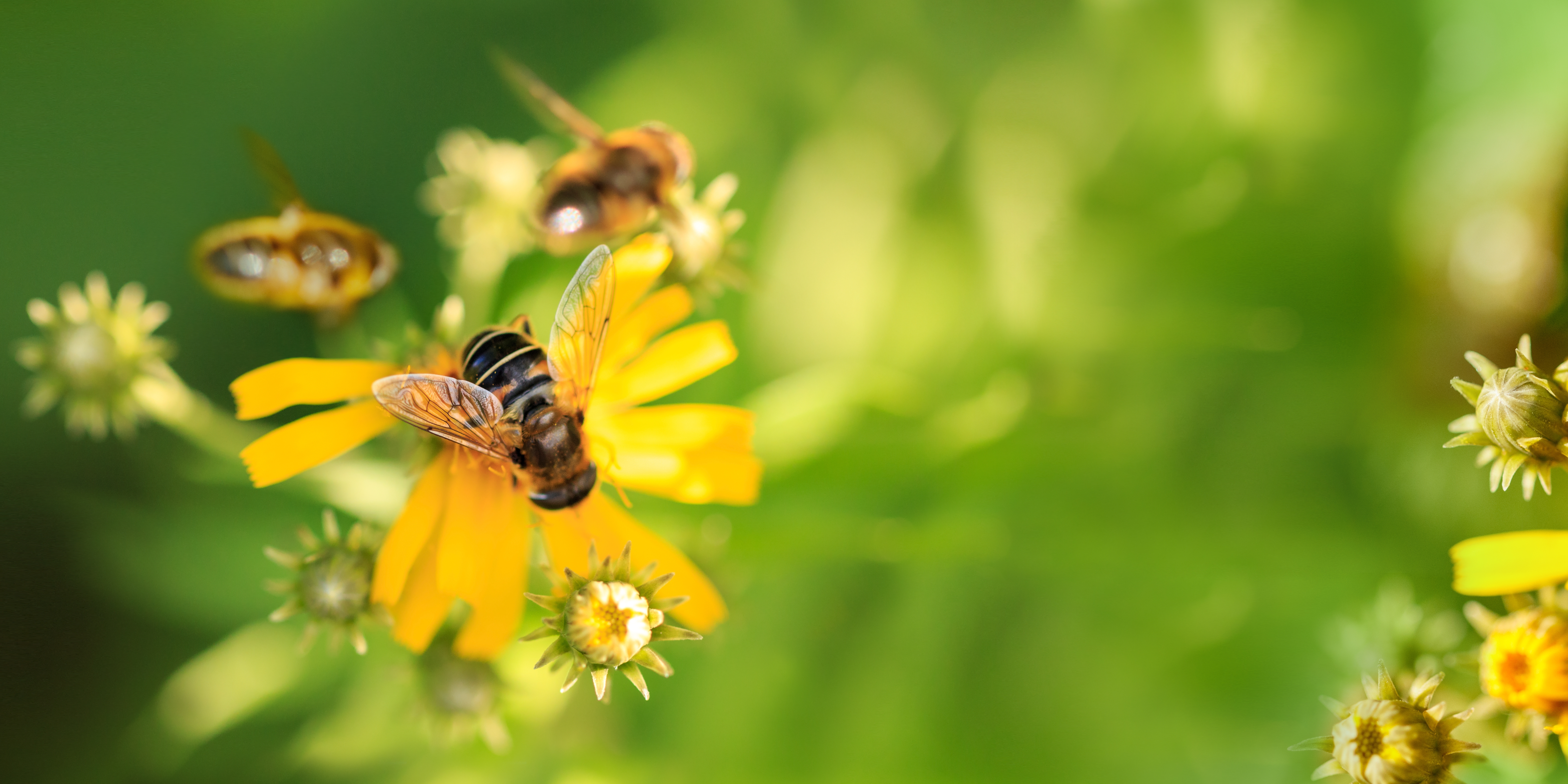 Bij bloem biodiversiteit