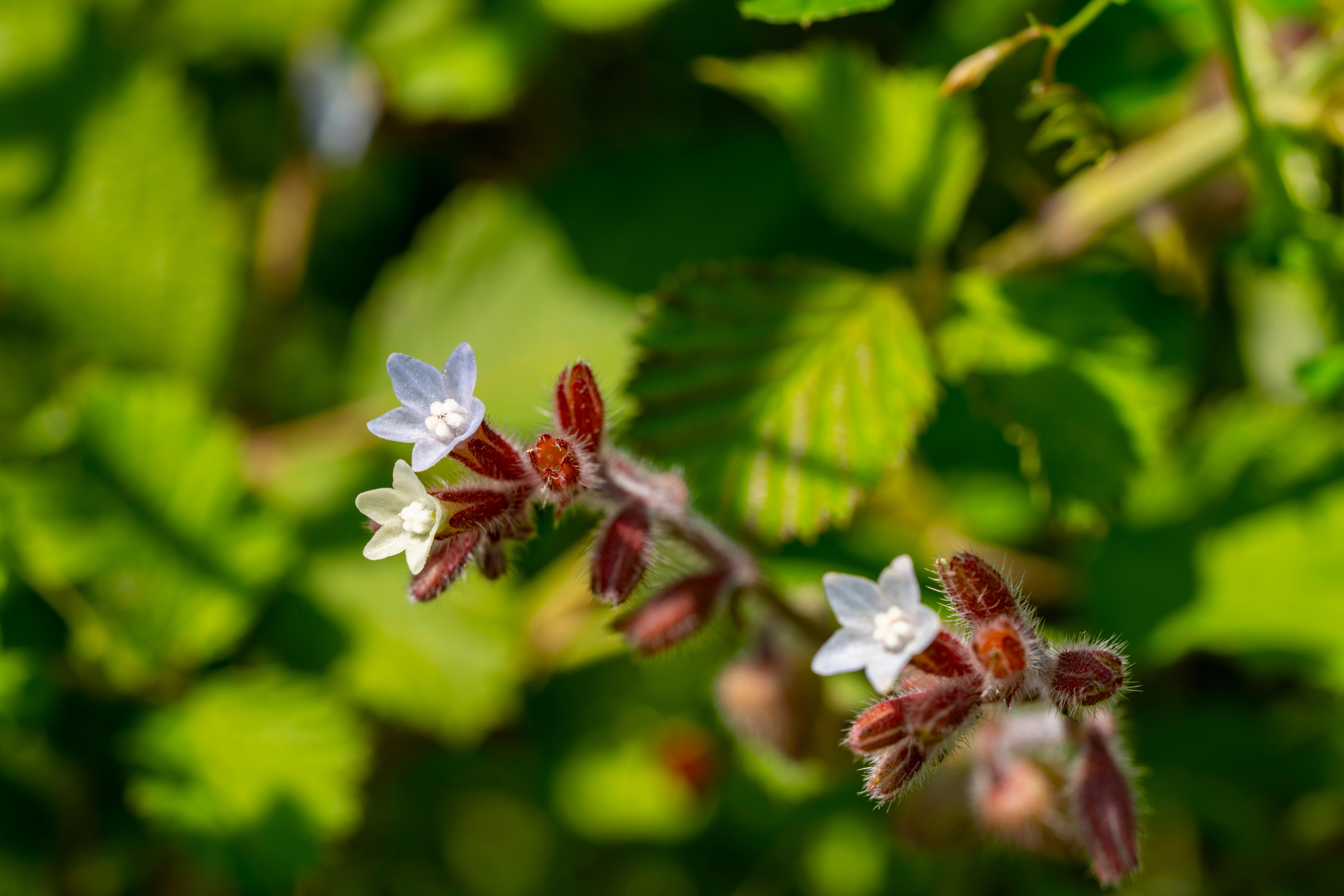 New approaches for the risk assessment of pyrrolizidine alkaloids and their N-oxides present in teas and plant food supplements