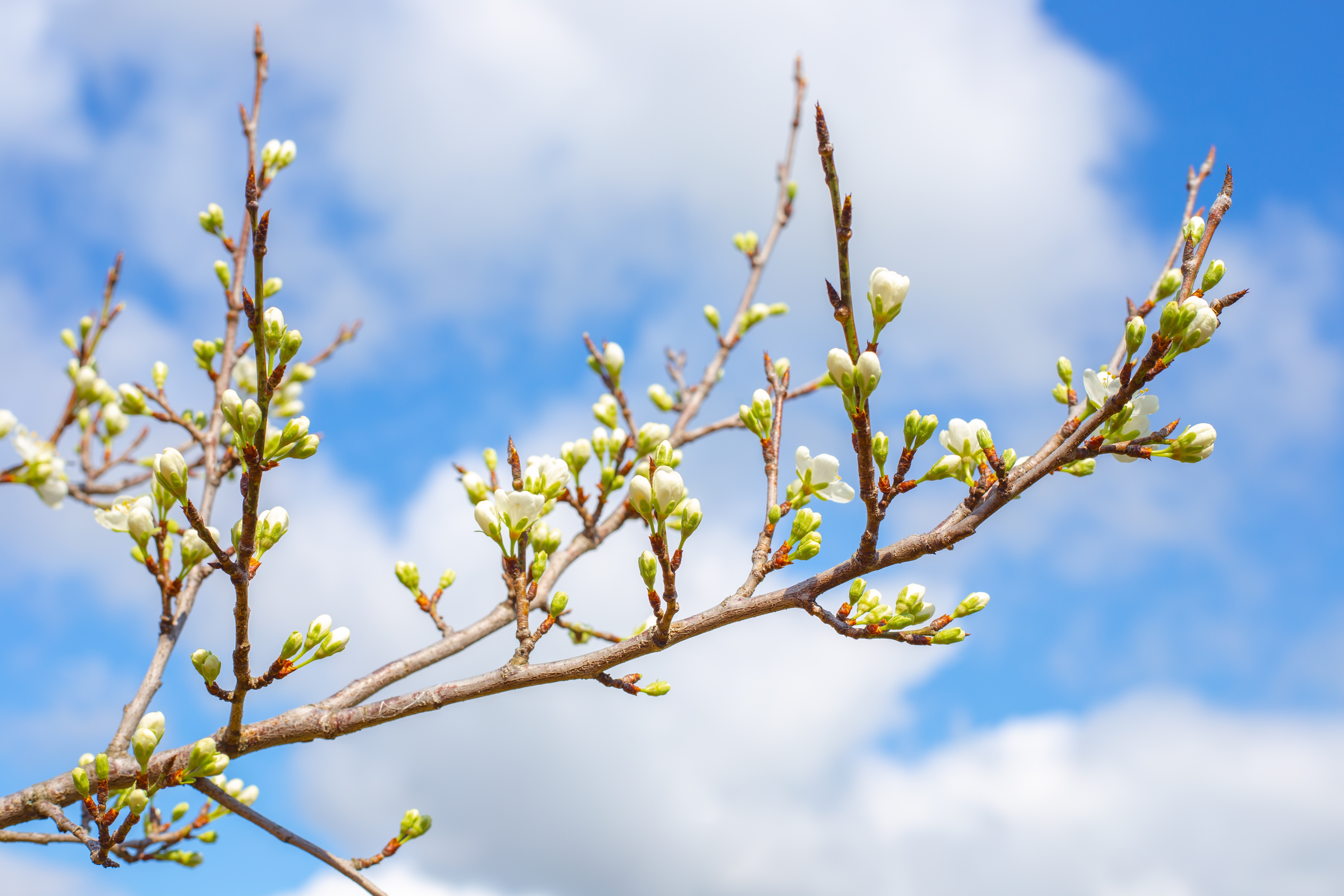 Lente sakura tak met knoppen.