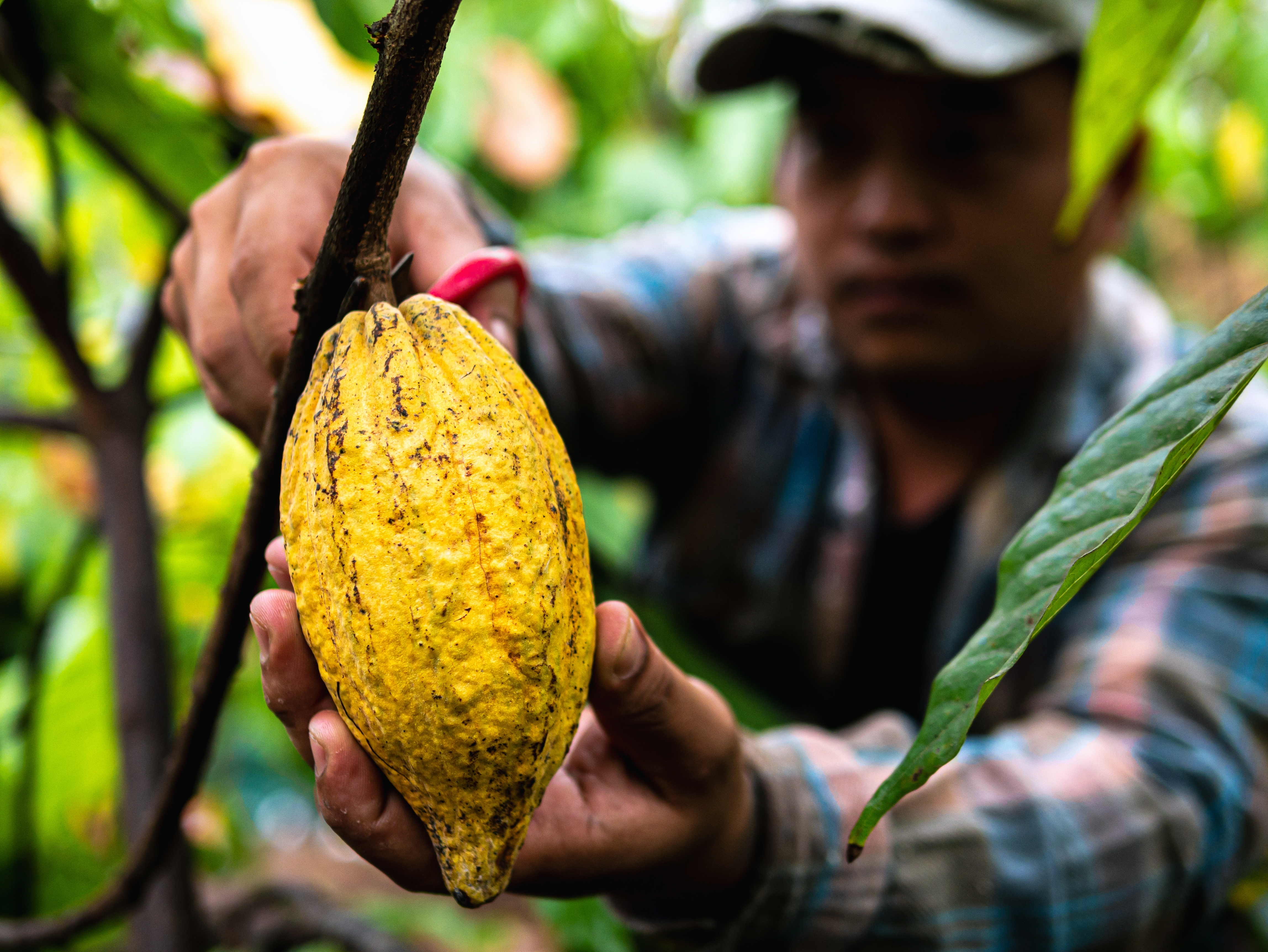 A cocoa farmer picks a pod.