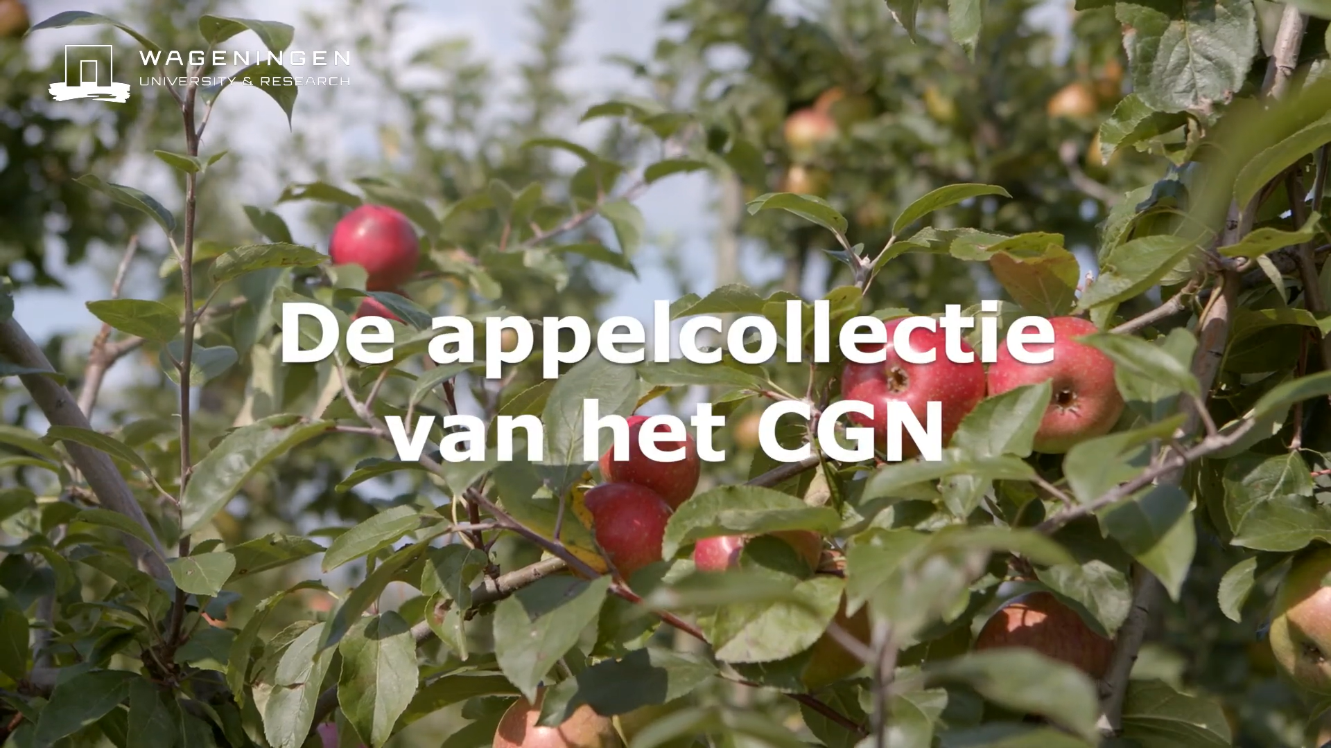 CGN plant | De appelcollectie van het Centrum voor Genetische Bronnen Nederland