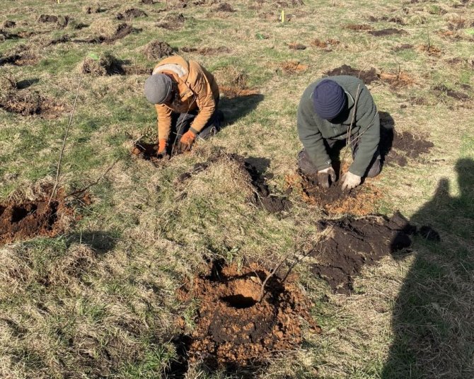 Kastanjebomen worden met de hand geplant in een proefveld door twee mannen