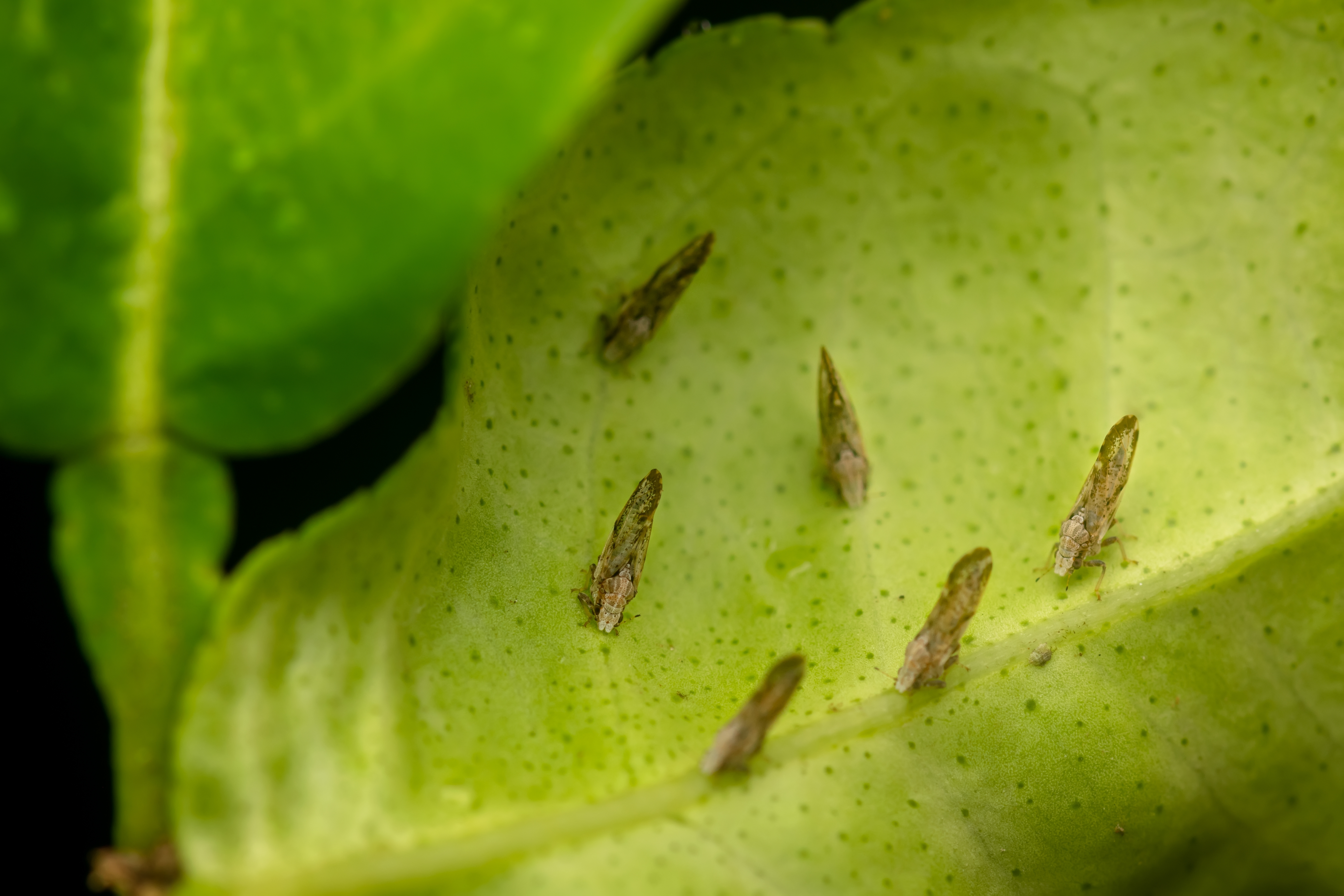De bladvlo op een citrusblad – deze vector verspreidt de HLB-bacterie in boomgaarden wereldwijd.