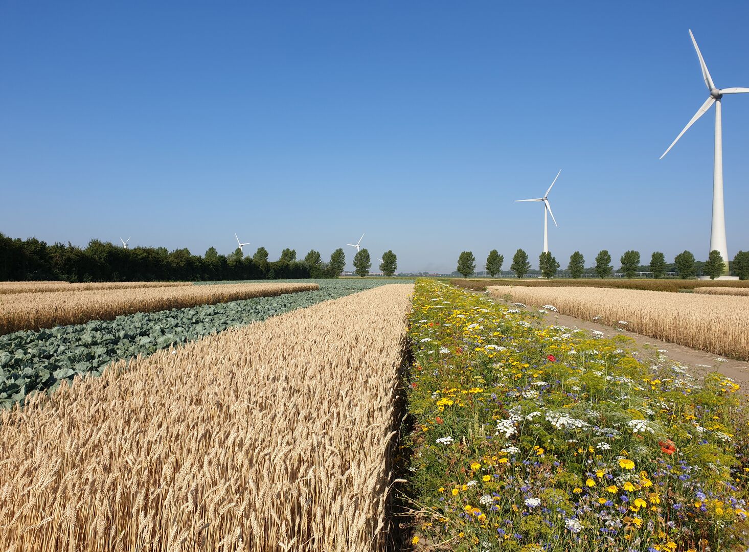 cropmix Fogelina Cuperus