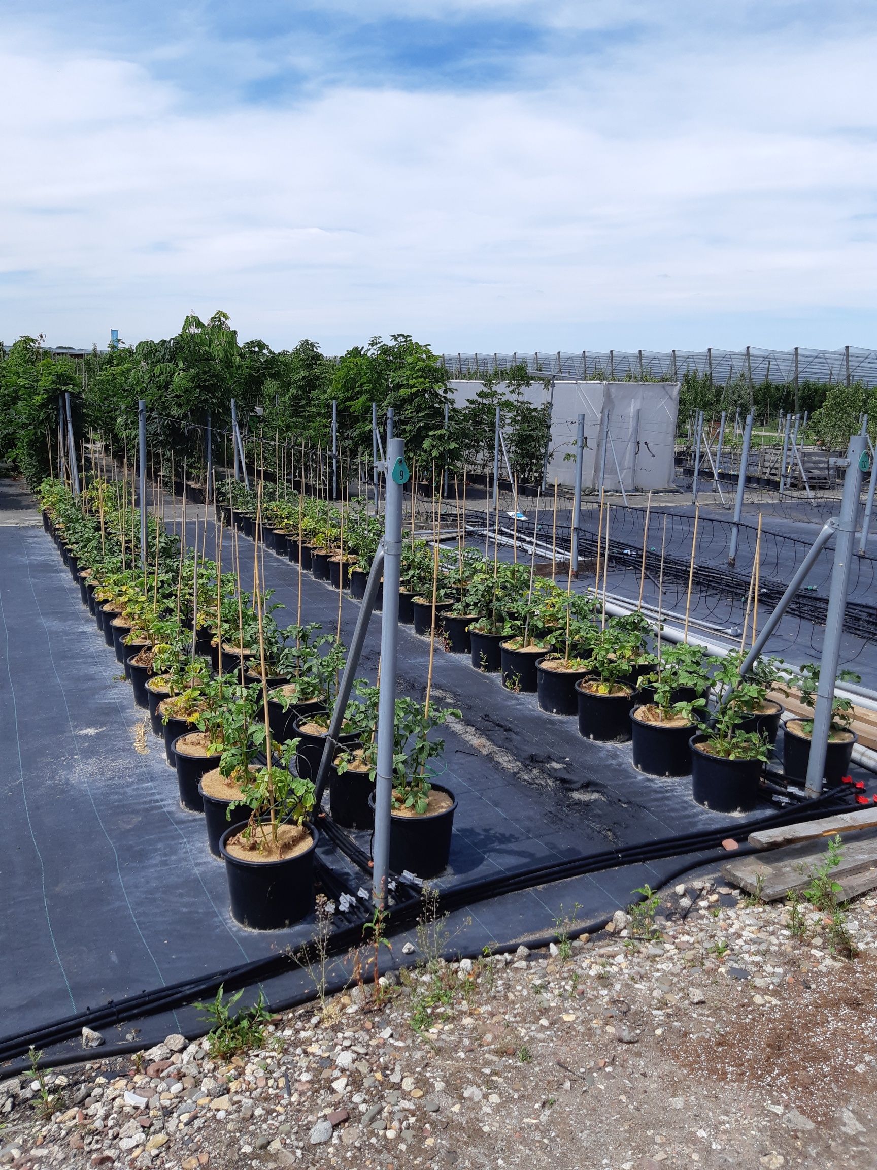 Proefopstelling met aardappelplanten in potten, aangesloten op een fertigatiesysteem voor irrigatie met (extra) gezuiverd rioolwater