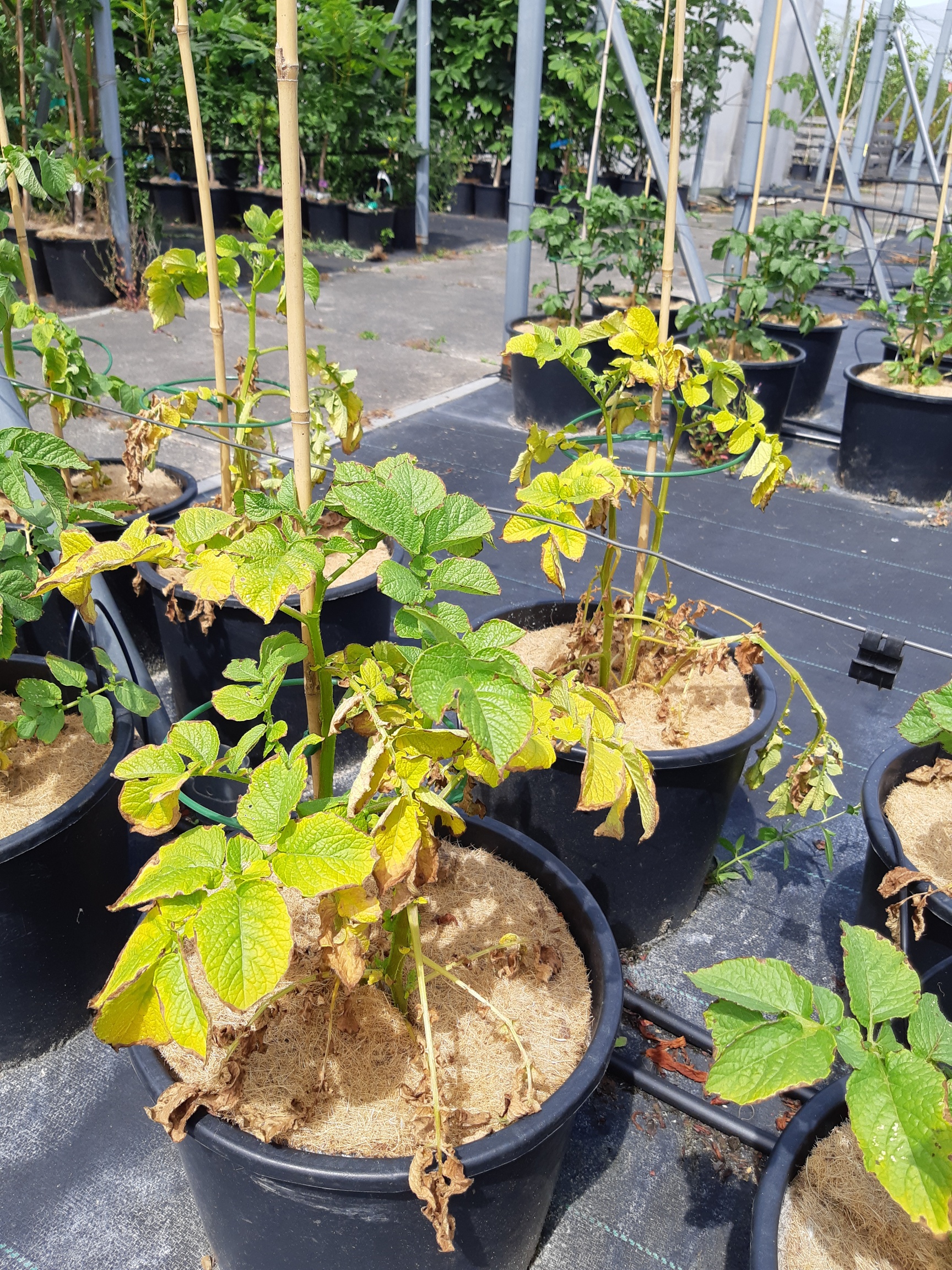 Aardappelplanten met bladbeschadiging tijdens de blootstellingsproef met effluentwater. Deze planten kregen uitsluitend (extra) gezuiverd rioolwater.