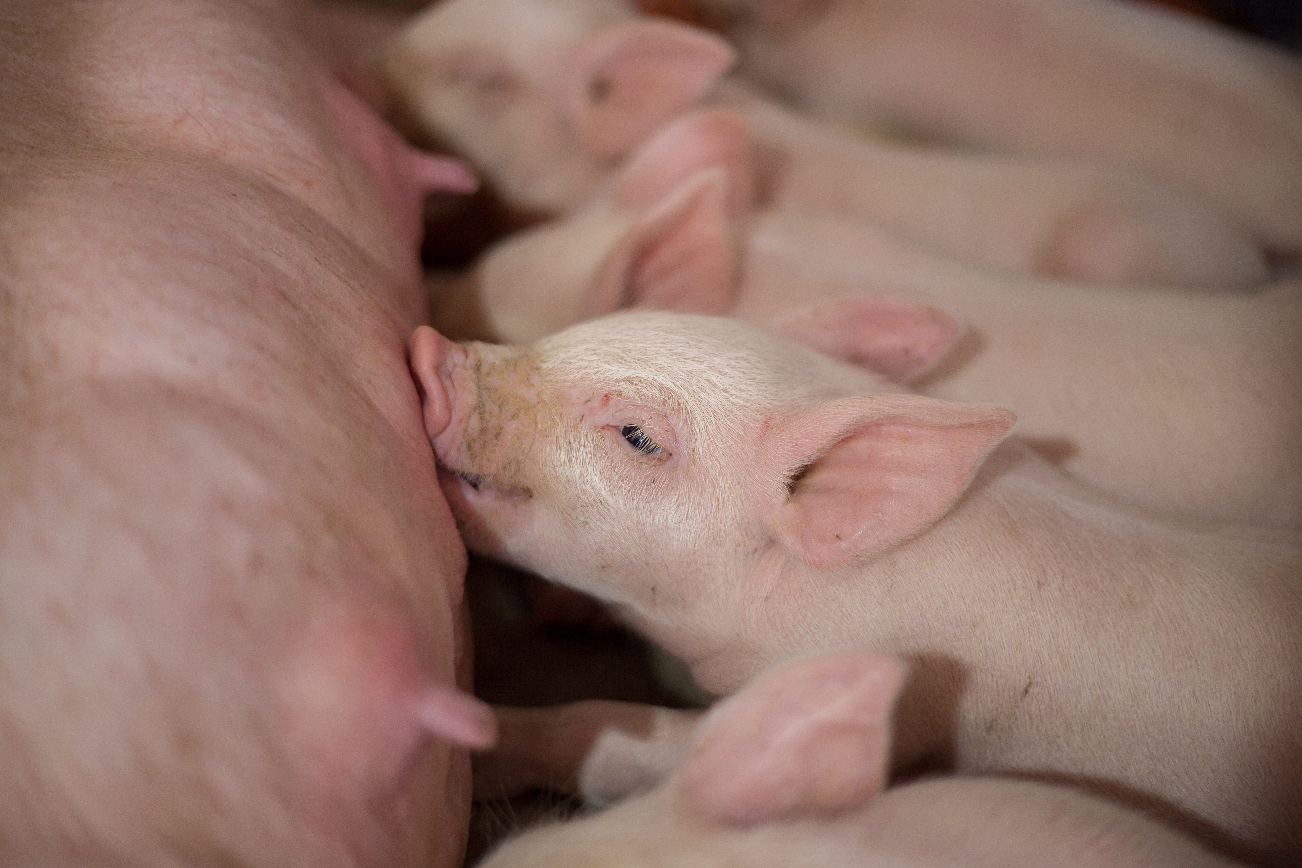 Newborn piglets feeding