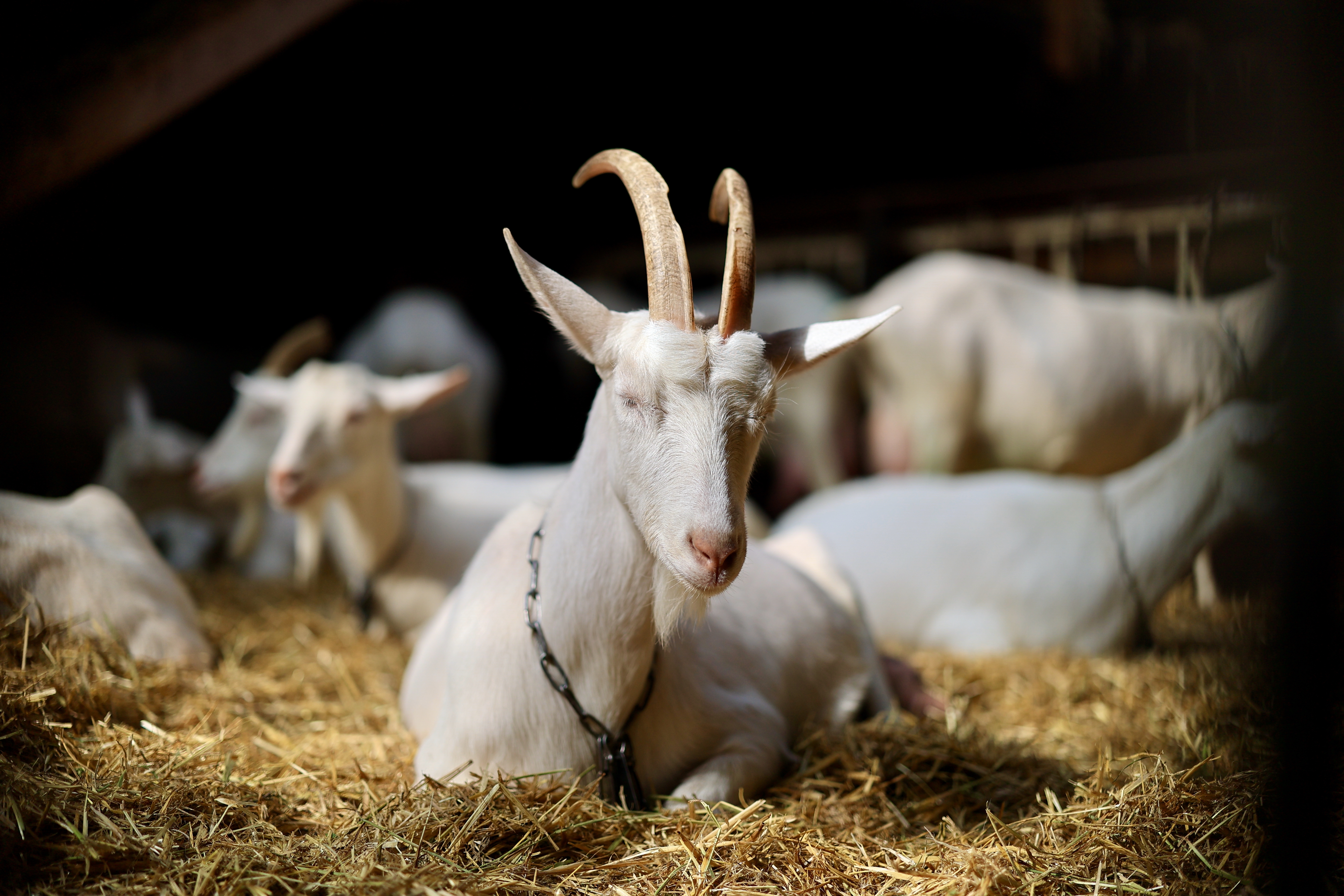 goat lays in barn