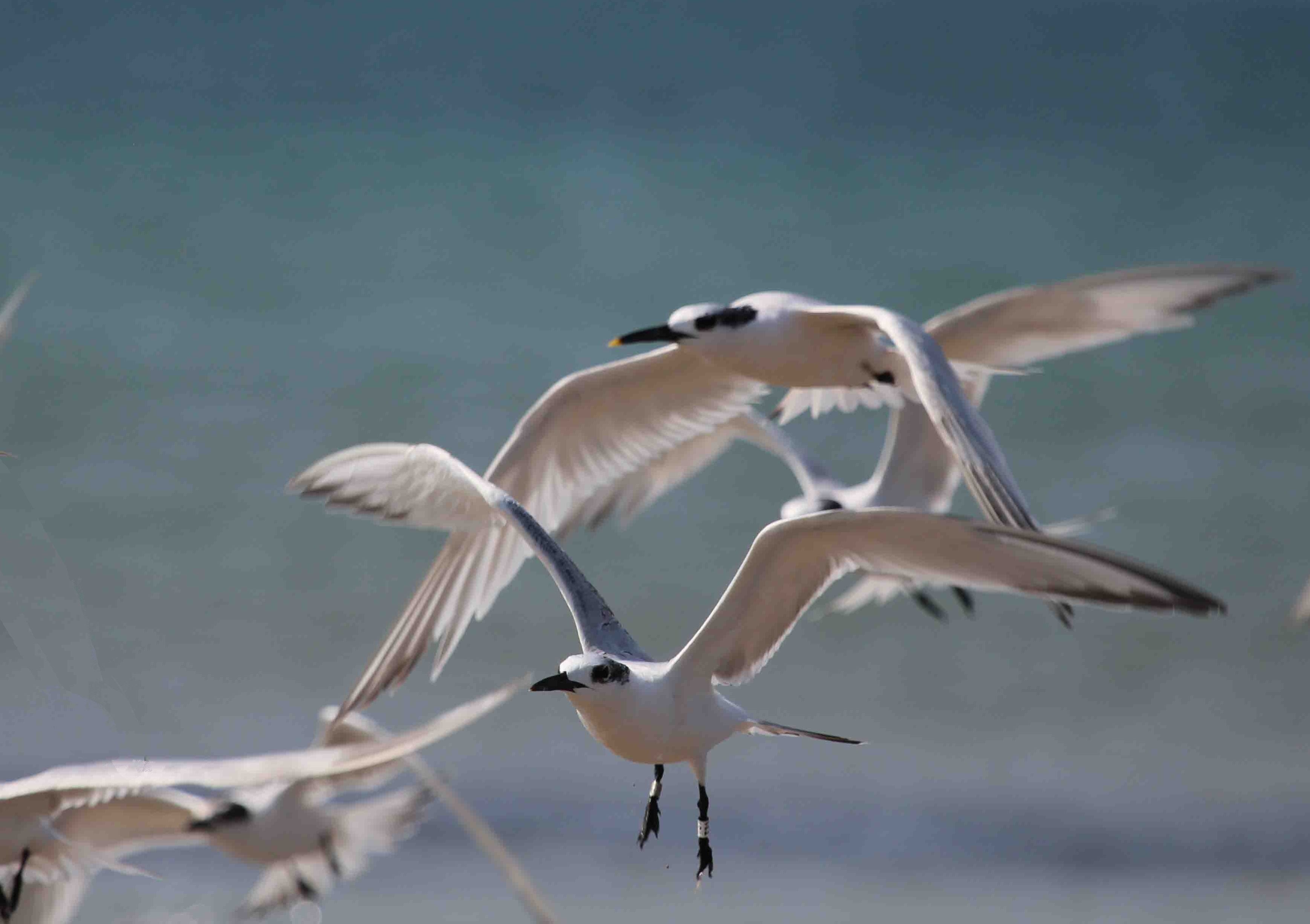 Flying common terns