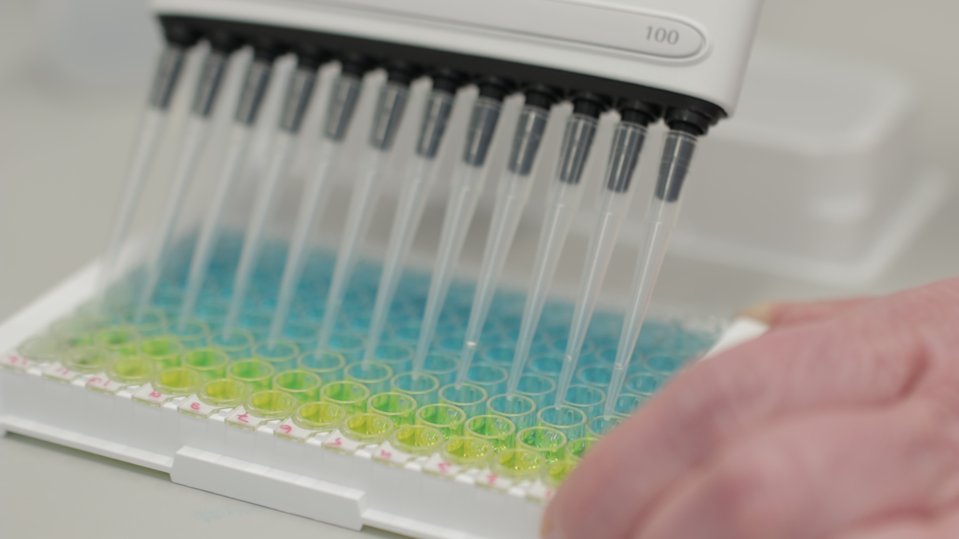 Colour reaction in the Wageningen Bioveterinary Research laboratory