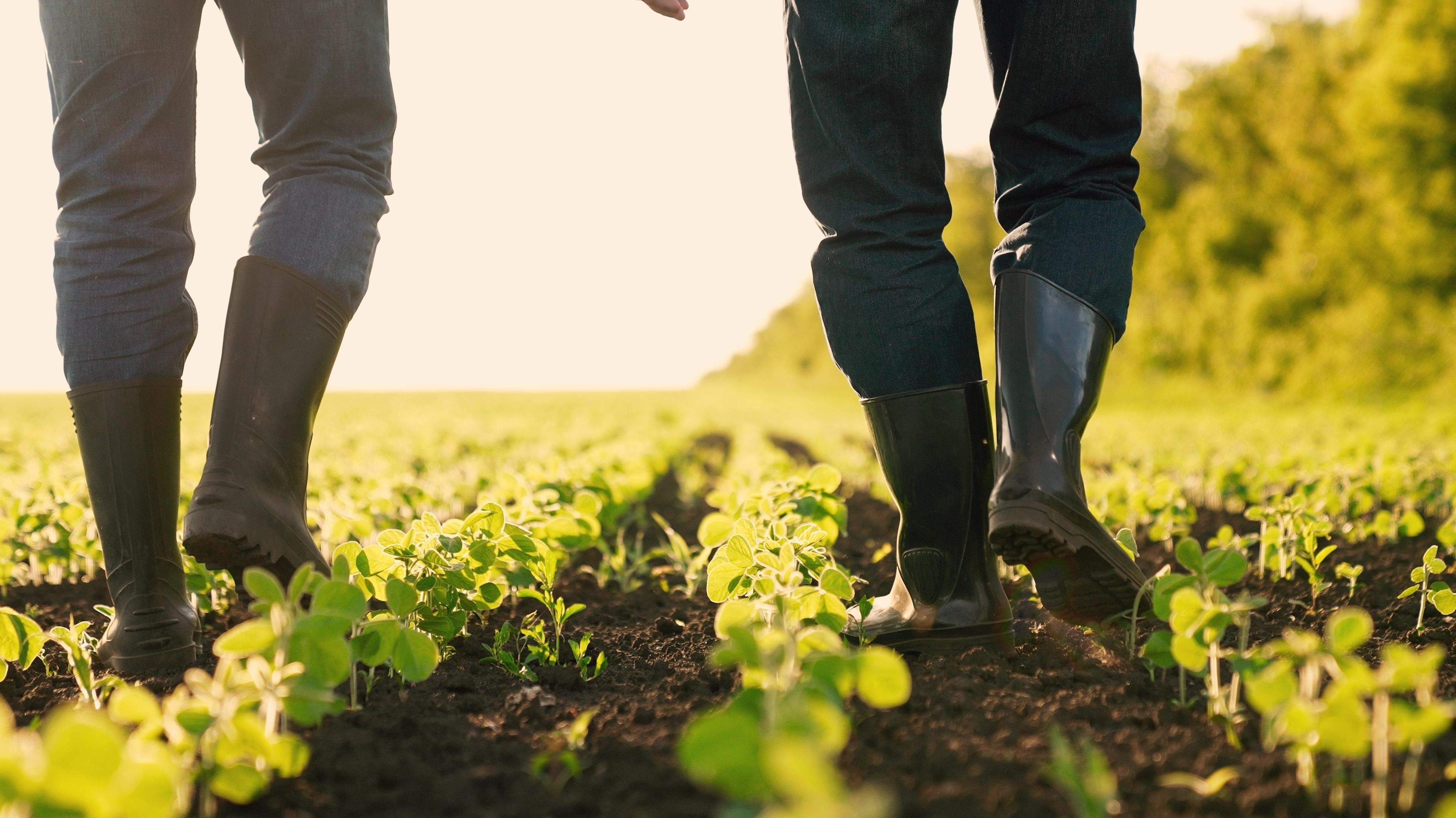 People in rubber boots walking together amongst planted crops.