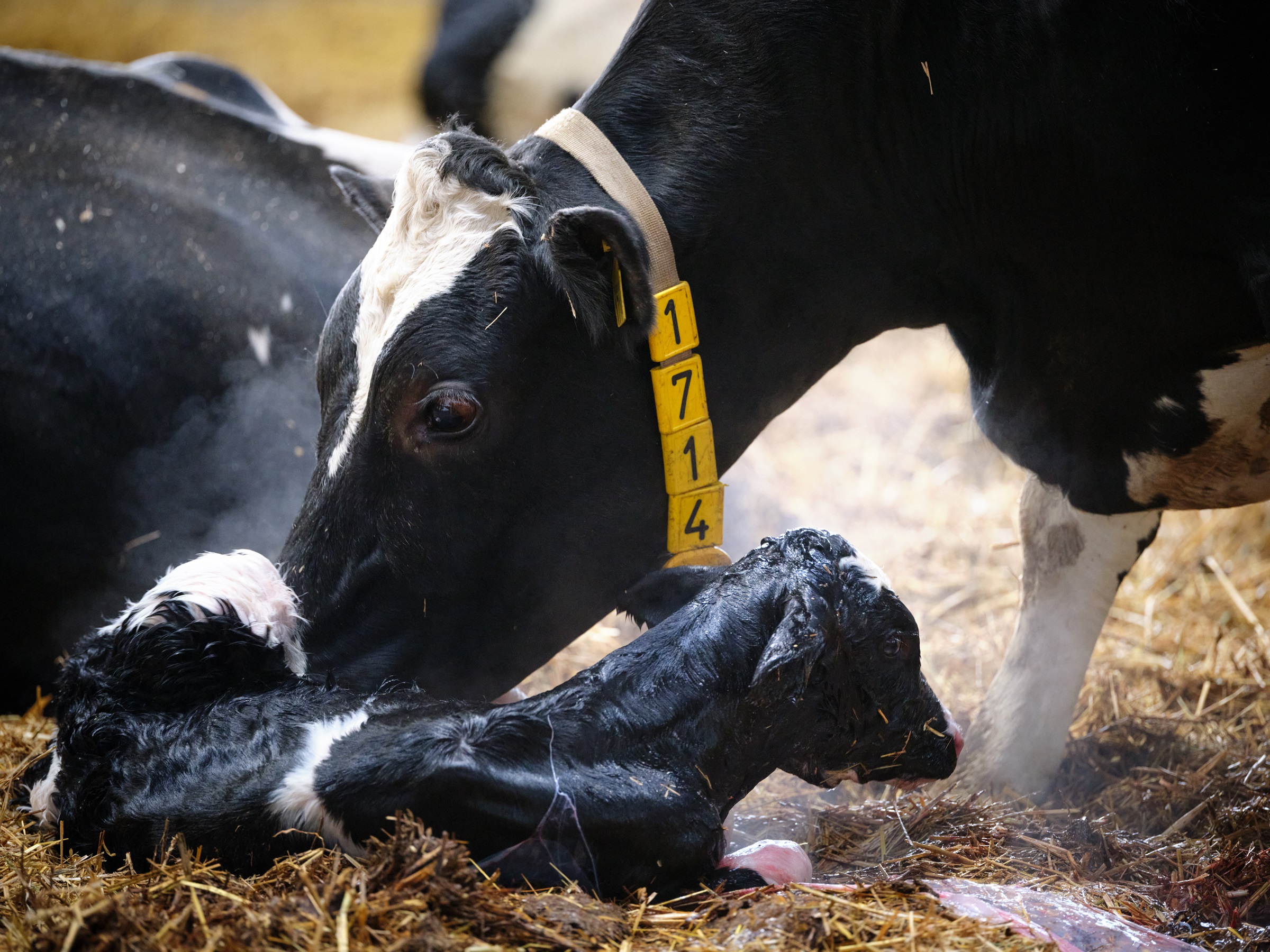 Newborn calf