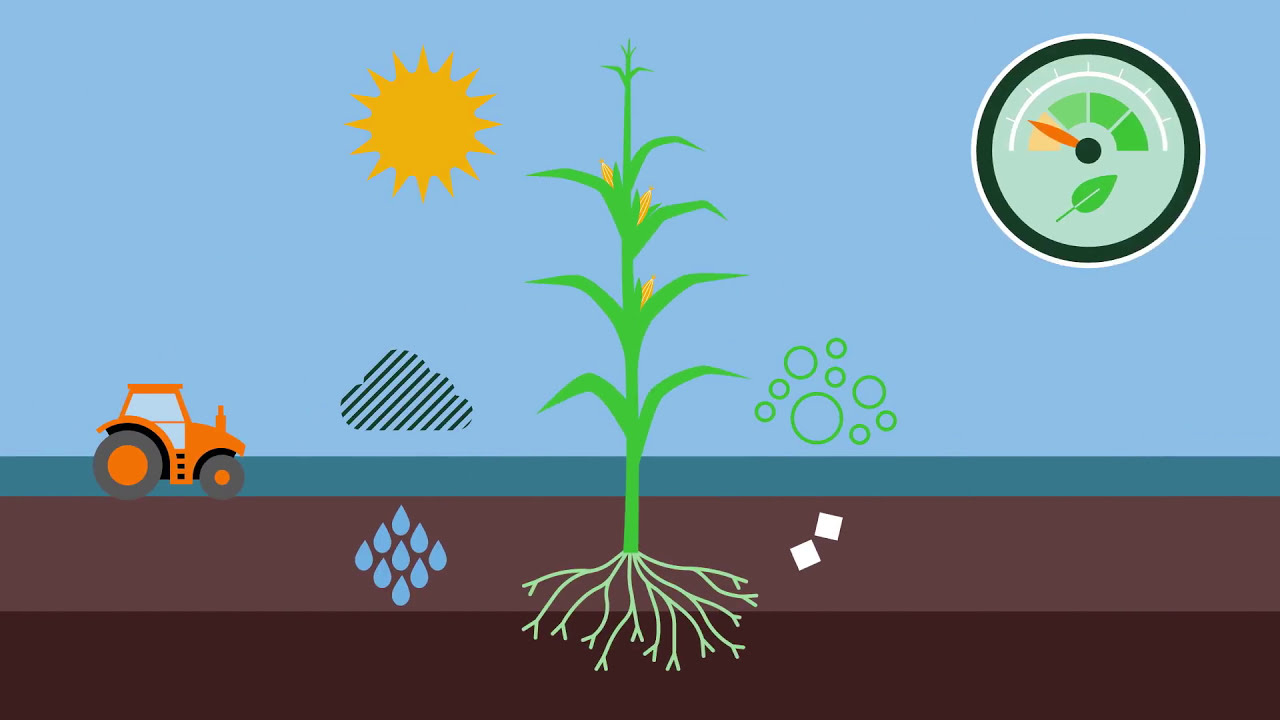 Photosynthesis, the green engine of life on Earth / Fotosynthese