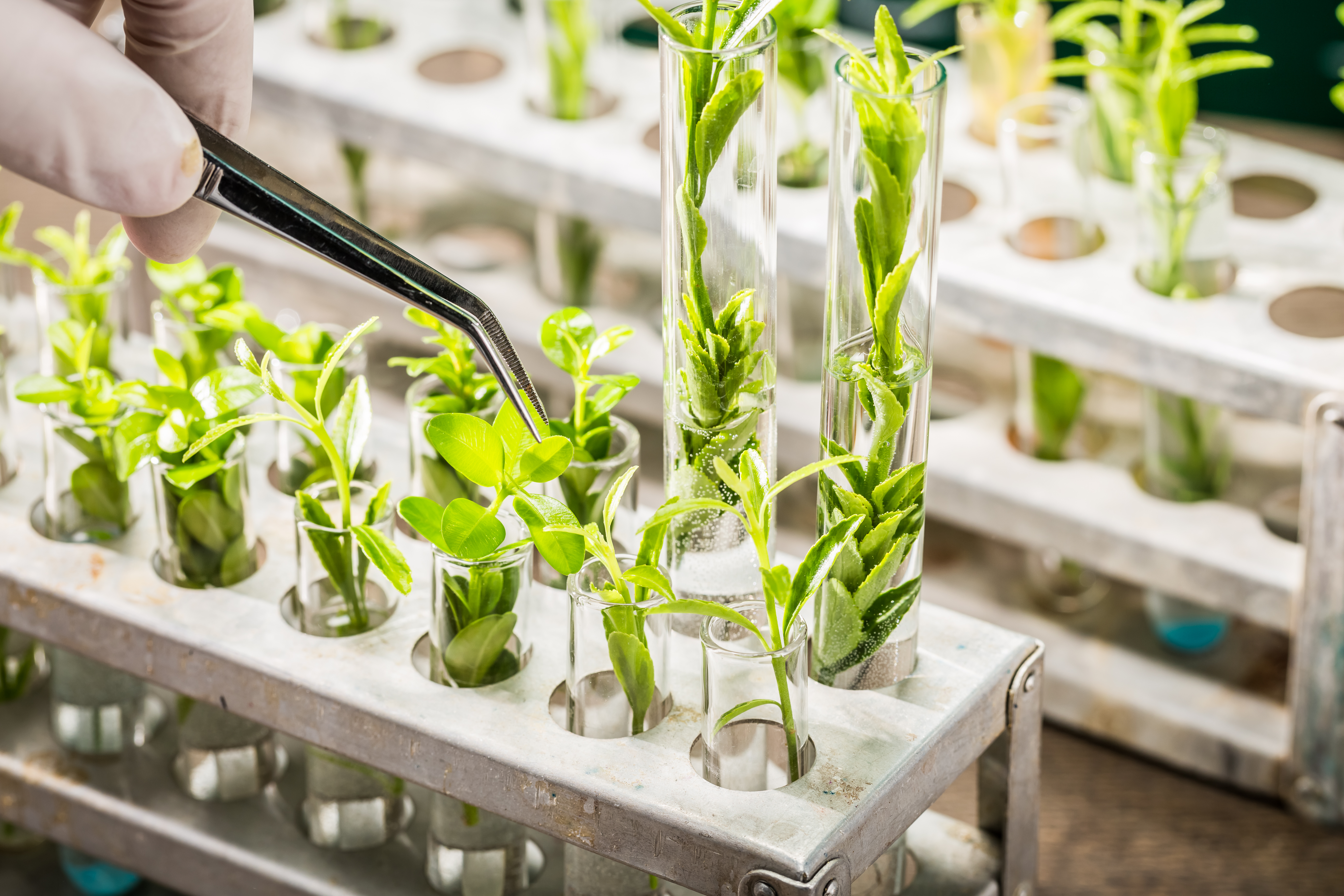 Unlocking Regeneration: An Induced Pluripotent Stem Cell Tool for Plants