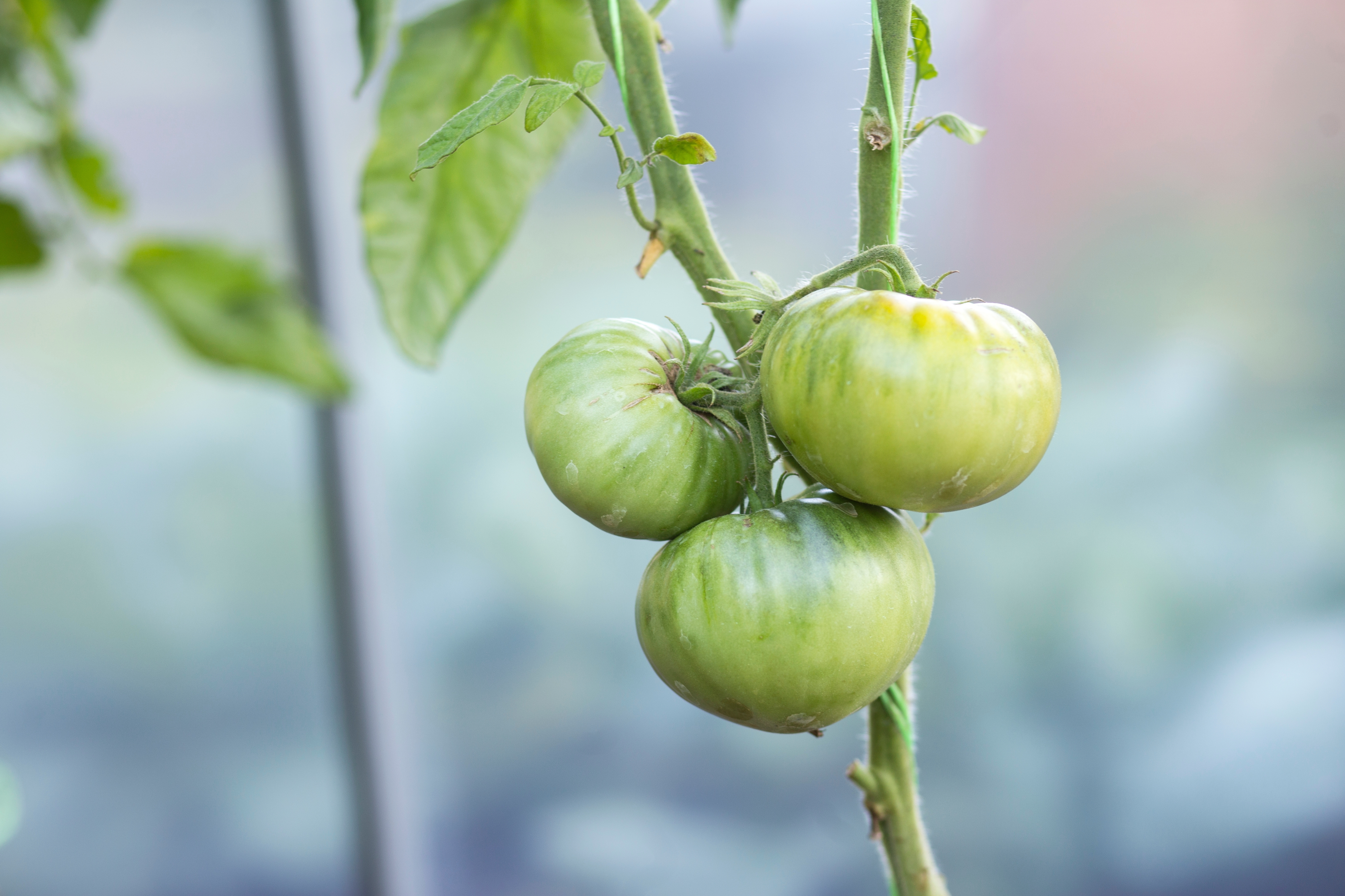 Veelzijdig FRUITFULL -Specificiteit en Redundantie in Tomaat
