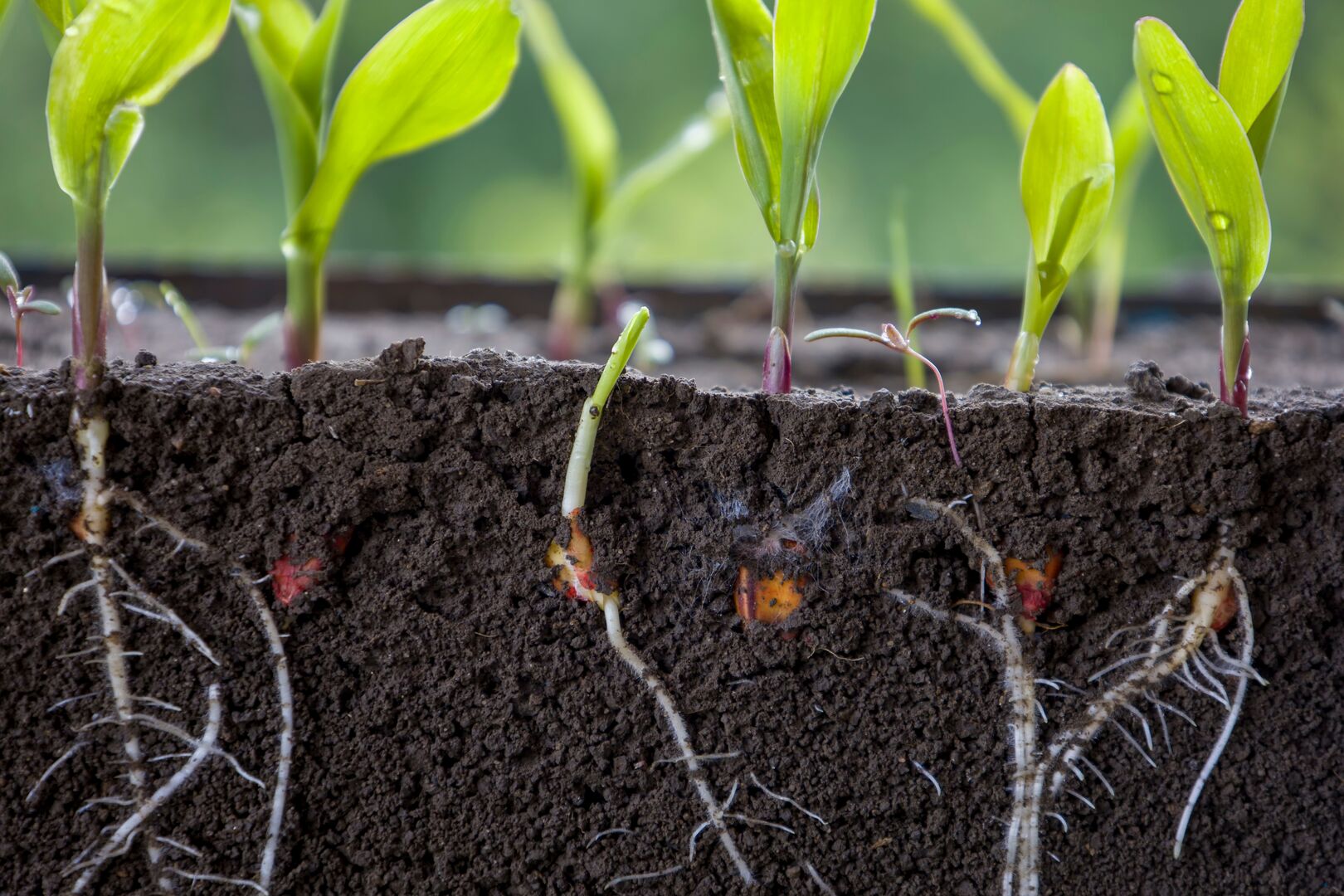 Planten groeien in de grond, hun wortels zijn zichtbaar.