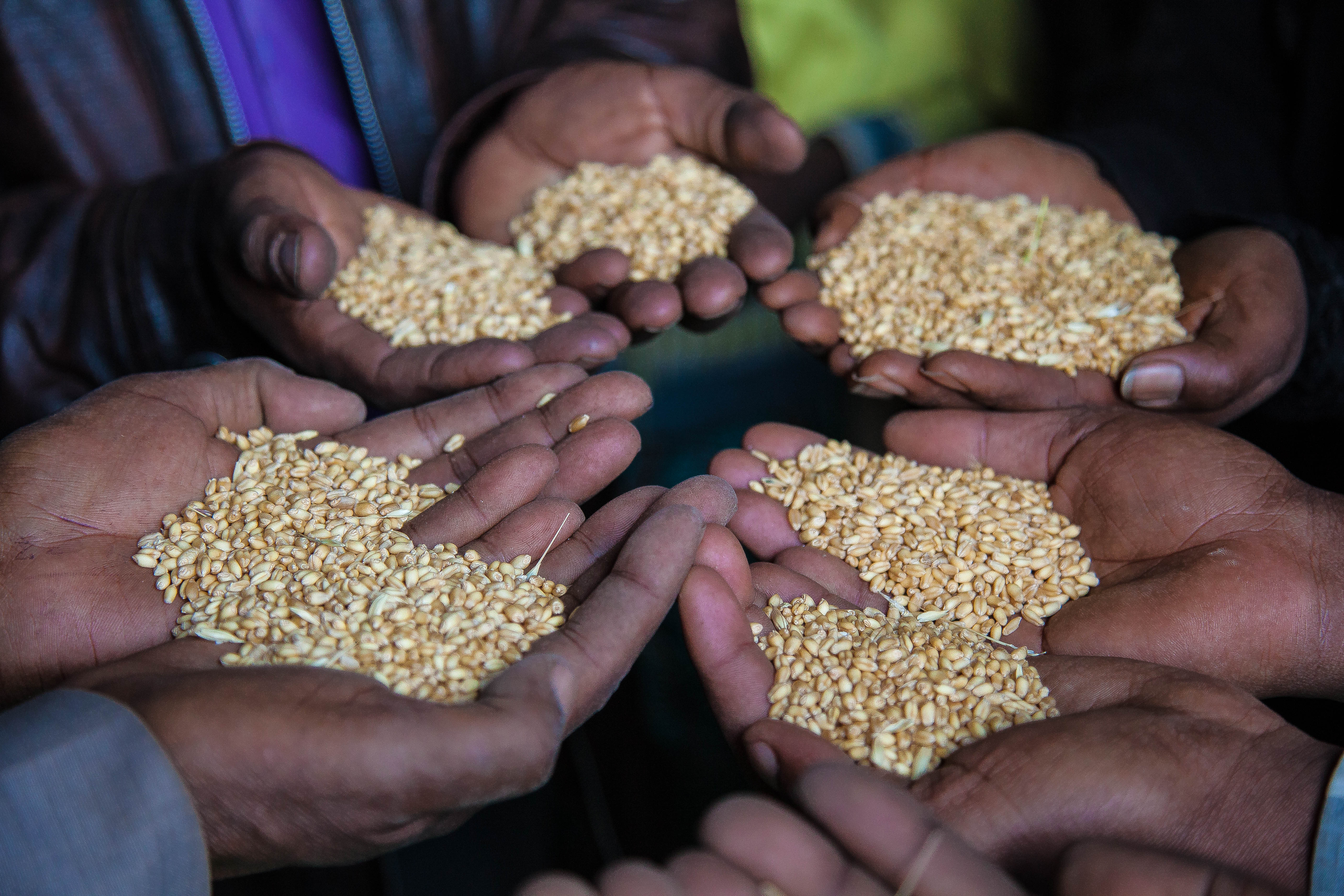 People show the seeds in their hands.