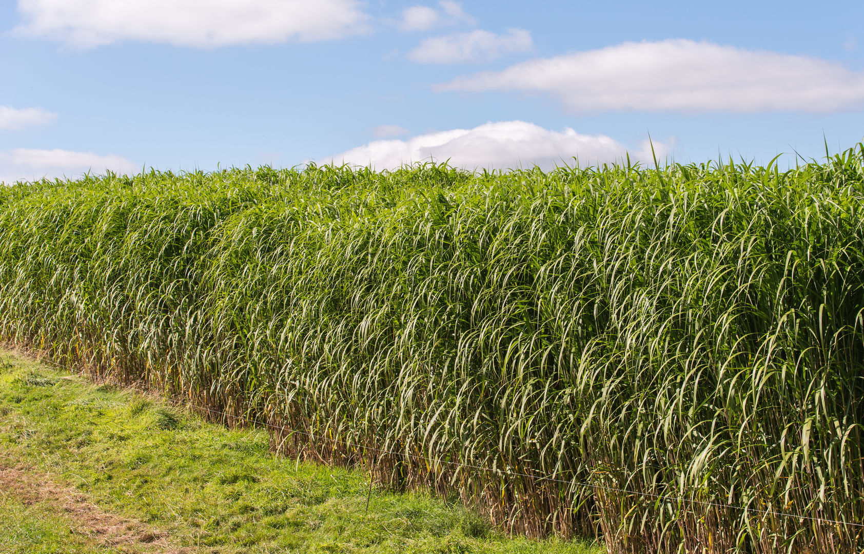 Miscanthus