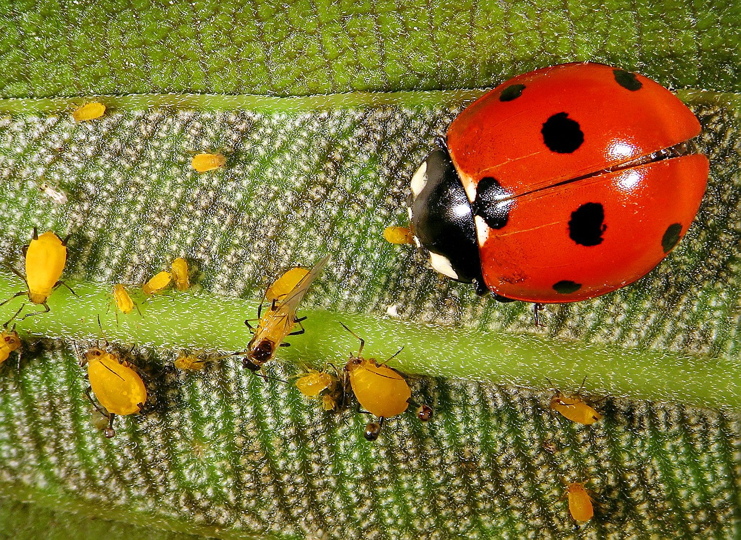 ladybug-plantlice-shutterstock_1955834029.jpg