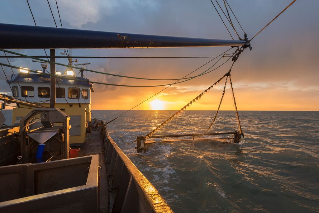 Fishing shrimps at the Belgian coast