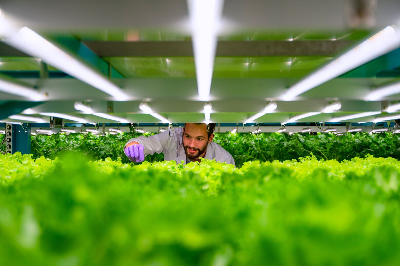 Een man kijkt op een verdieping van een vertical farming systeem waar sla-plantjes worden gekweekt