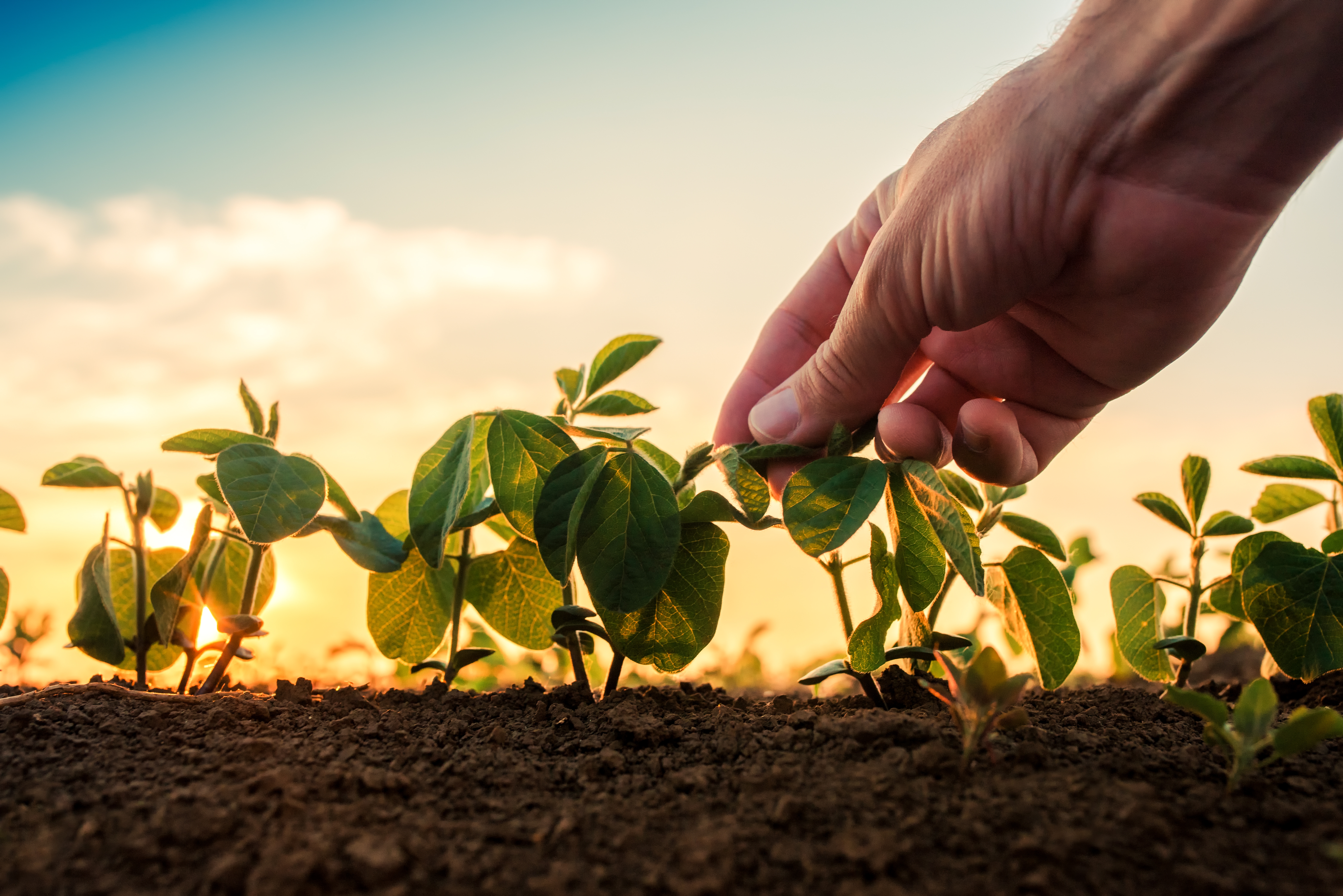 Toepassing van op eigenschappen gebaseerde plant-bodem terugkoppeling voor de optimalisatie van agro-ecosystemen