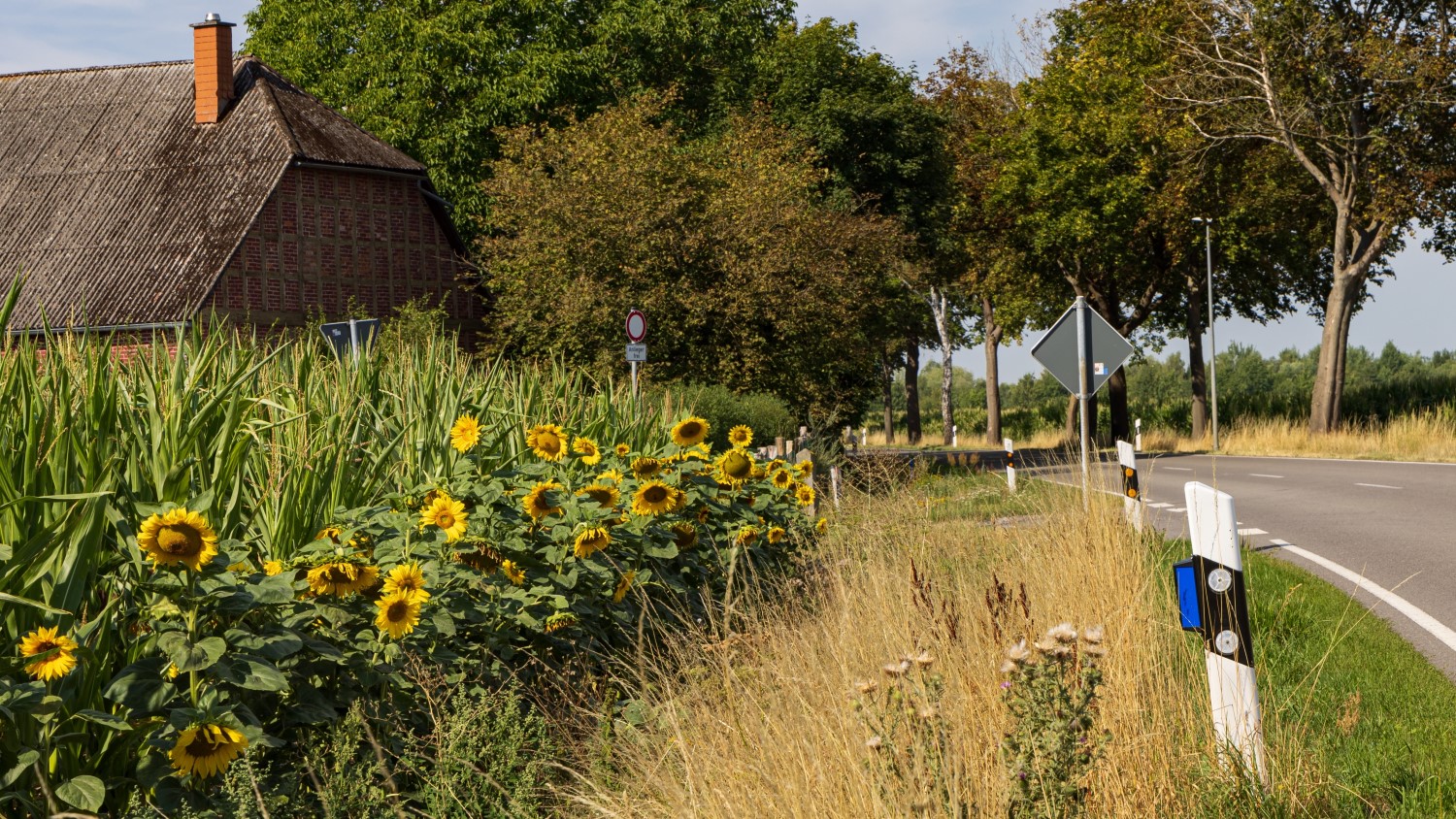 Zonnebloemen en andere vegetatie naast een weg in Nederland.
