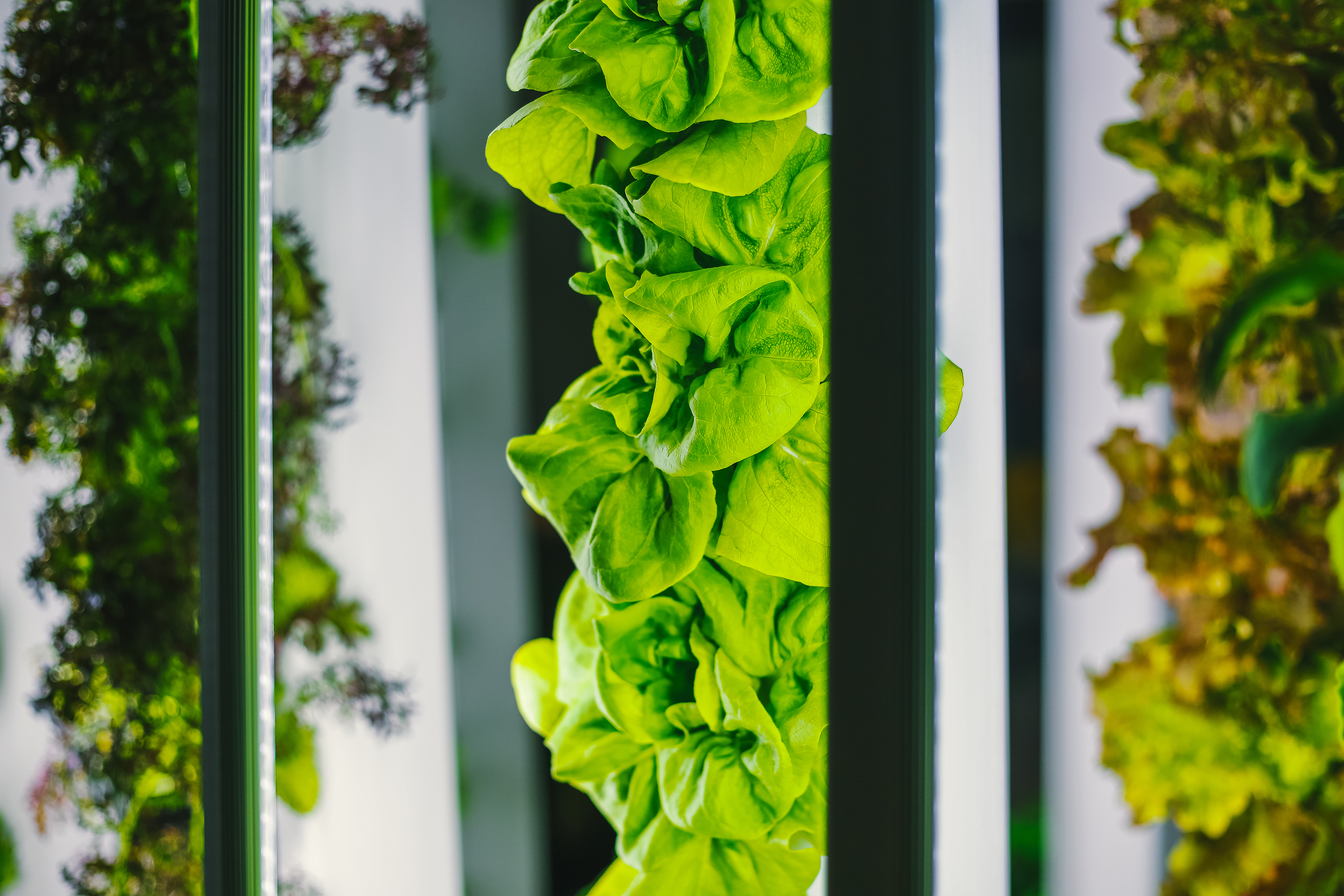 Vertical farming groenten