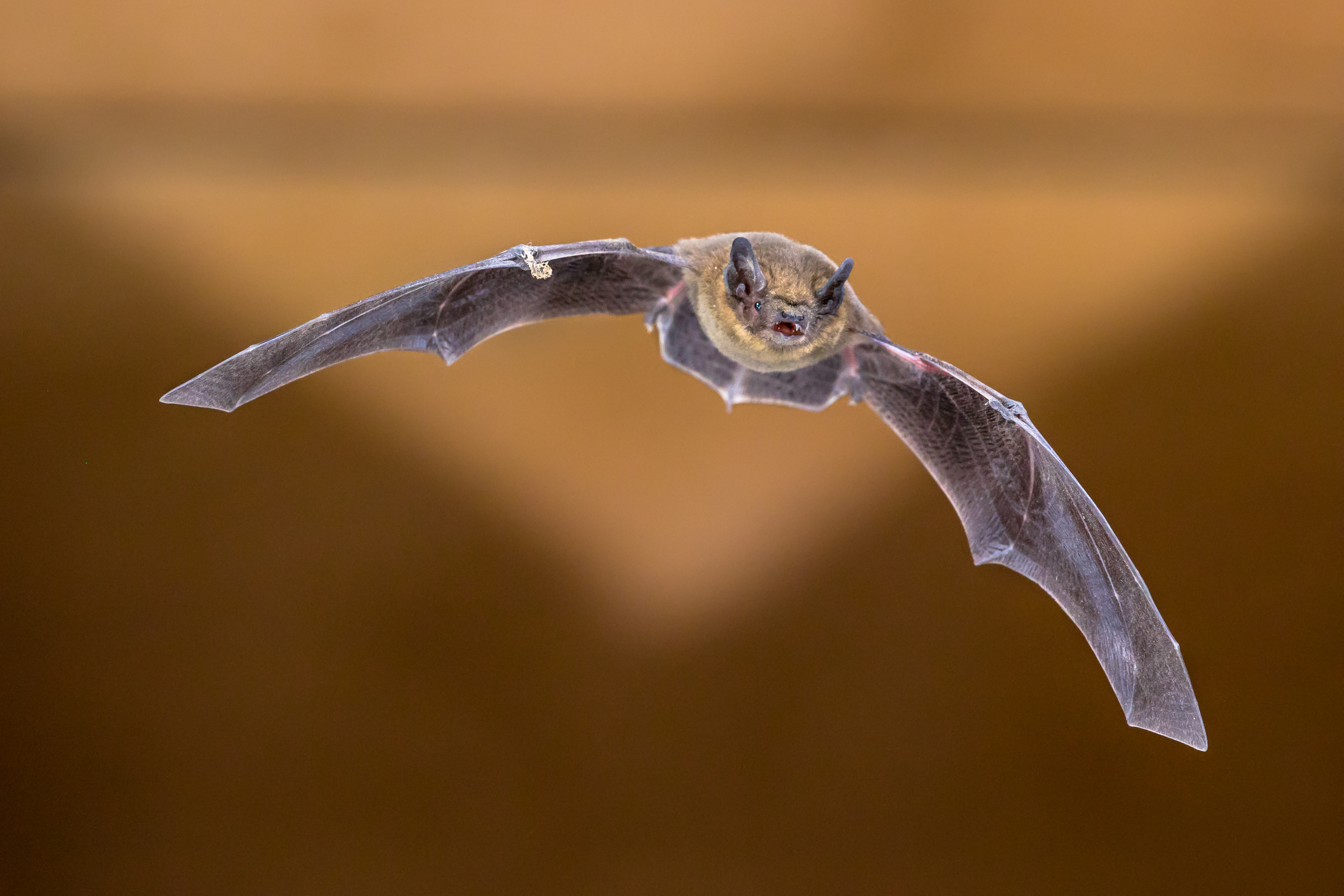 Flying bat (pipistrellus)