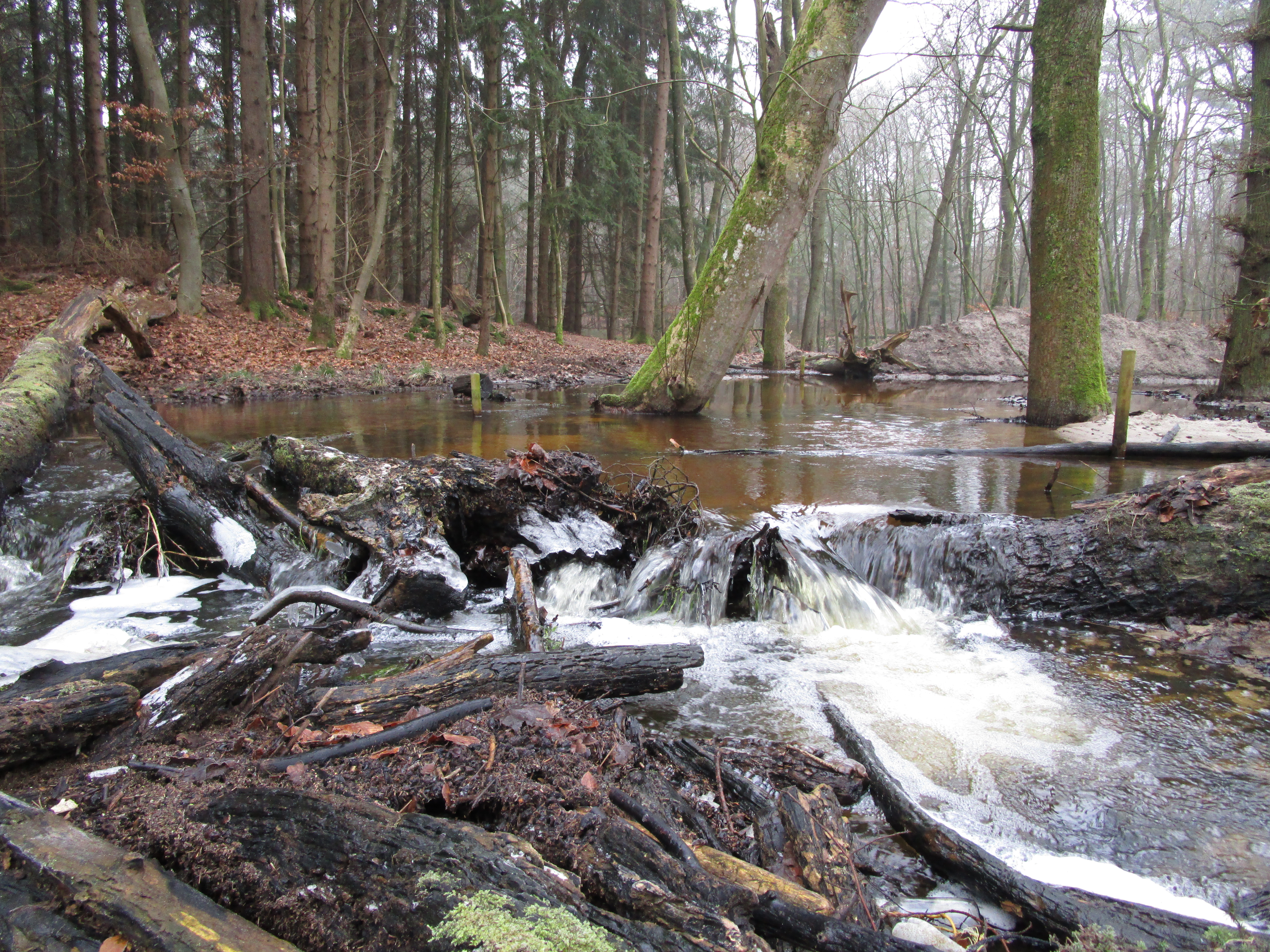 water en bos