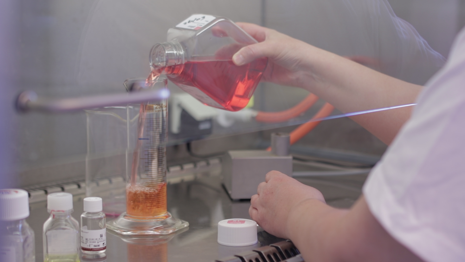 Tissue culture in the Wageningen Bioveterinary Research laboratory