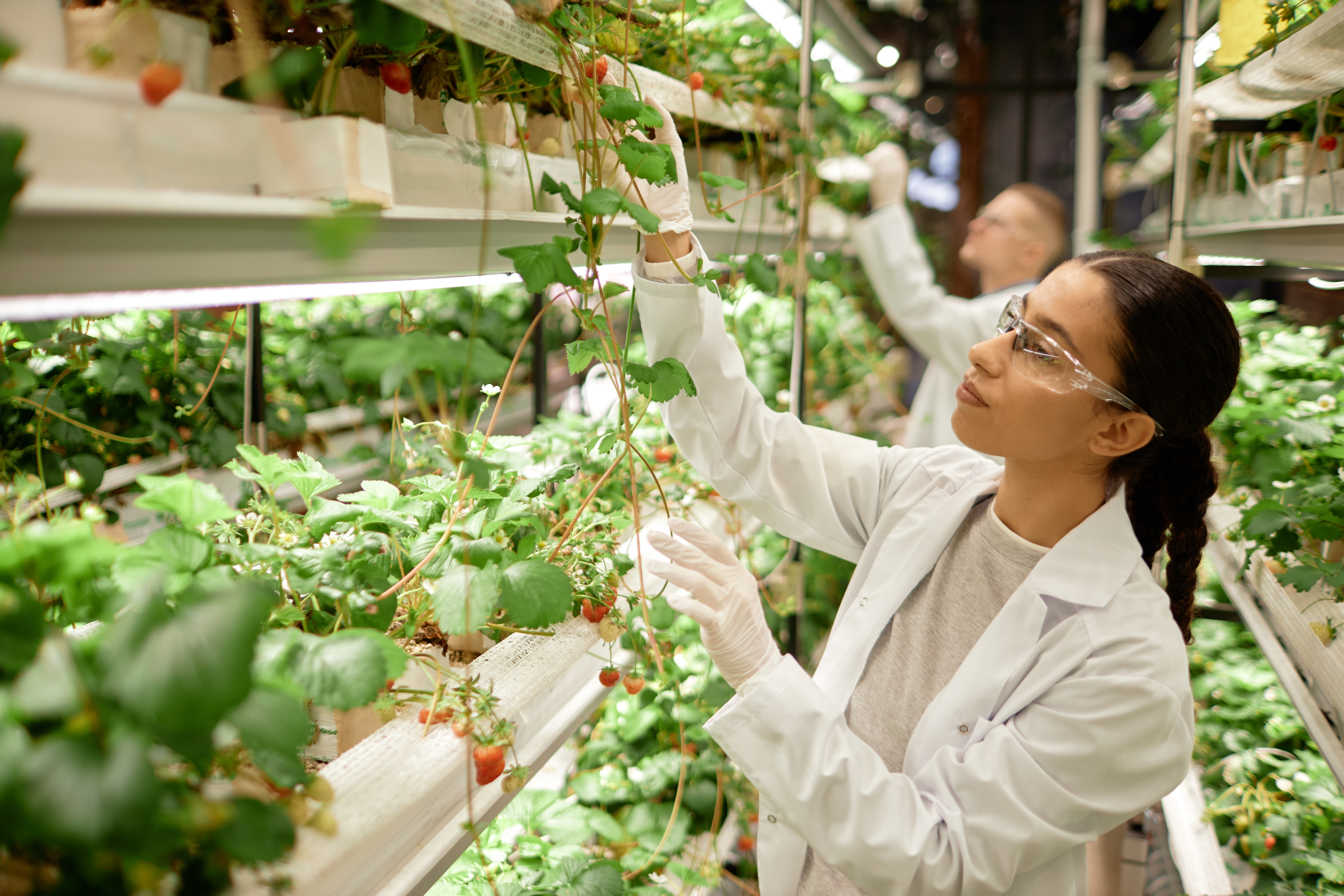 Female scientist wearing a lab coat and safety glasses examining and adapting plants in a vertical indoor farm.