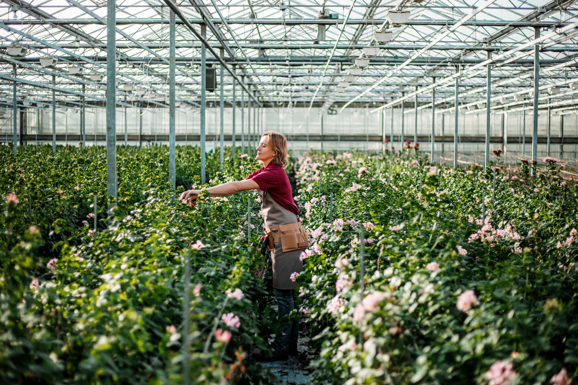 Woman works with flowers in a Dutch greenhouse.