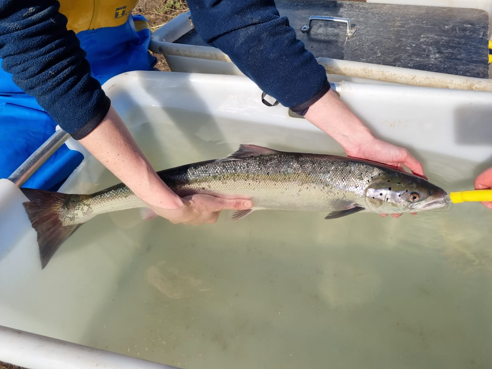 Een zalm komt bij in een bak water na een operatie