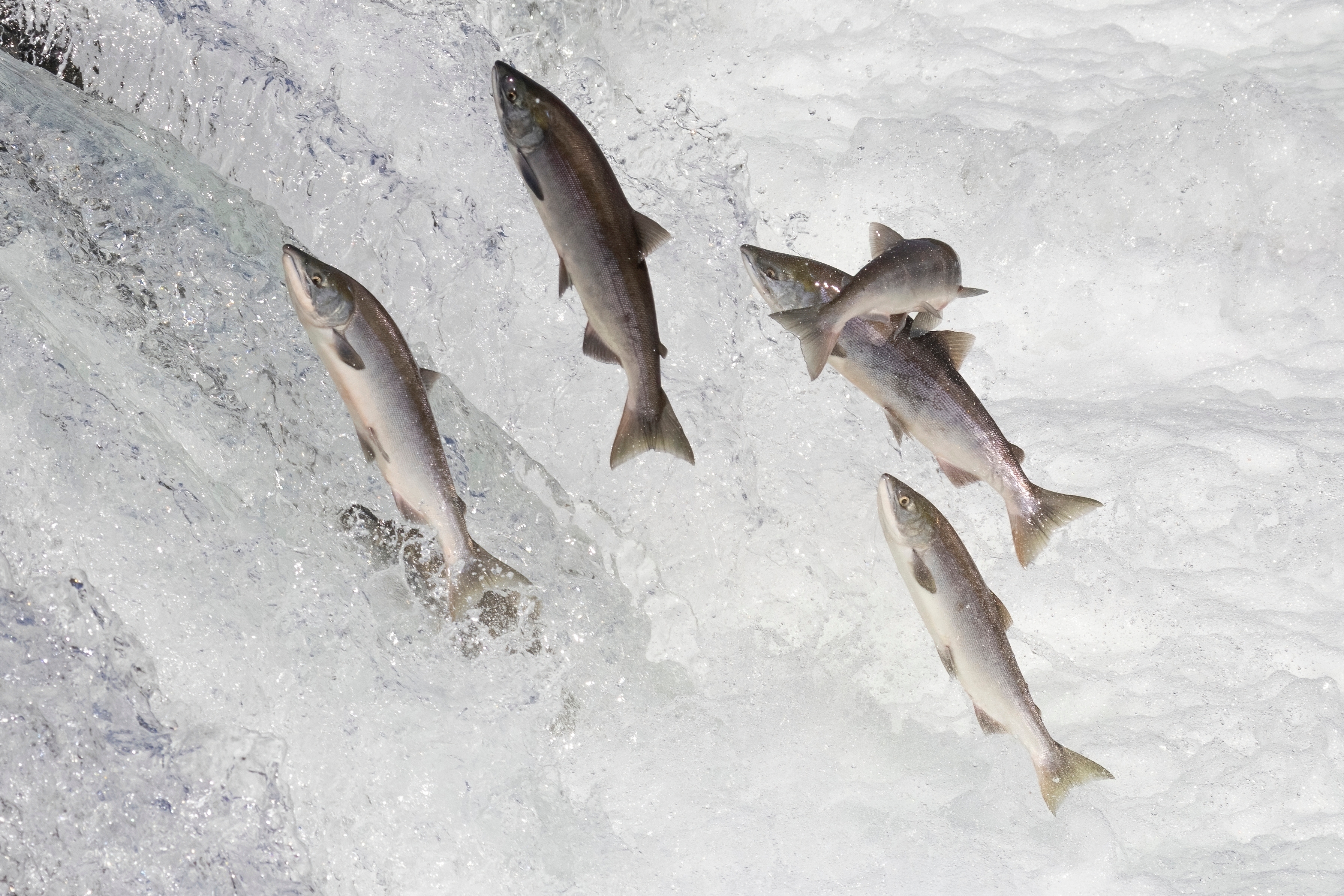 Swimming in unsteady flows: Physiological assessments of salmonid exercise performance
