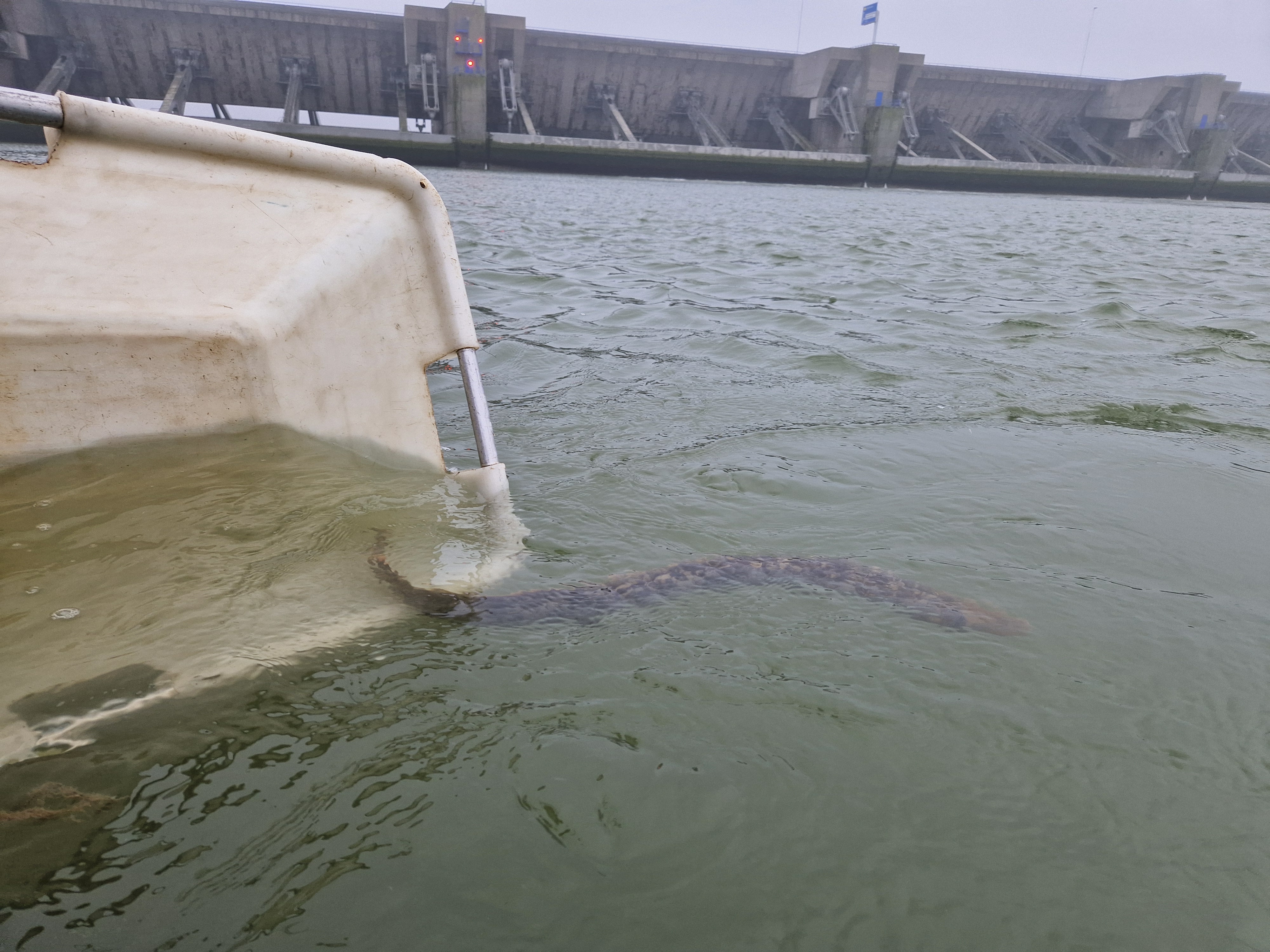 Zalm vrijlating in de Noordzee