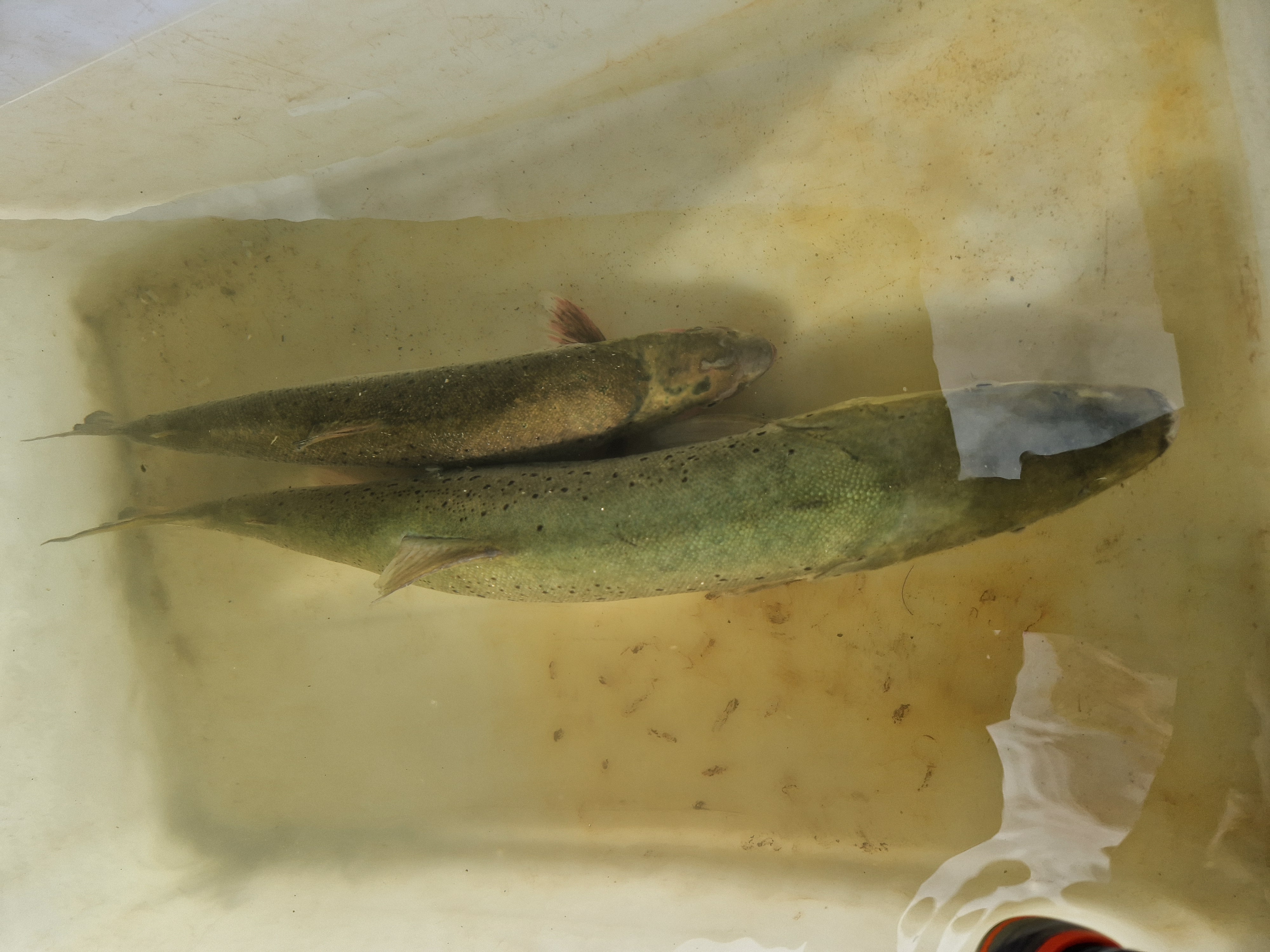 Een zalm in een bak samen met een kleinere zeeforel