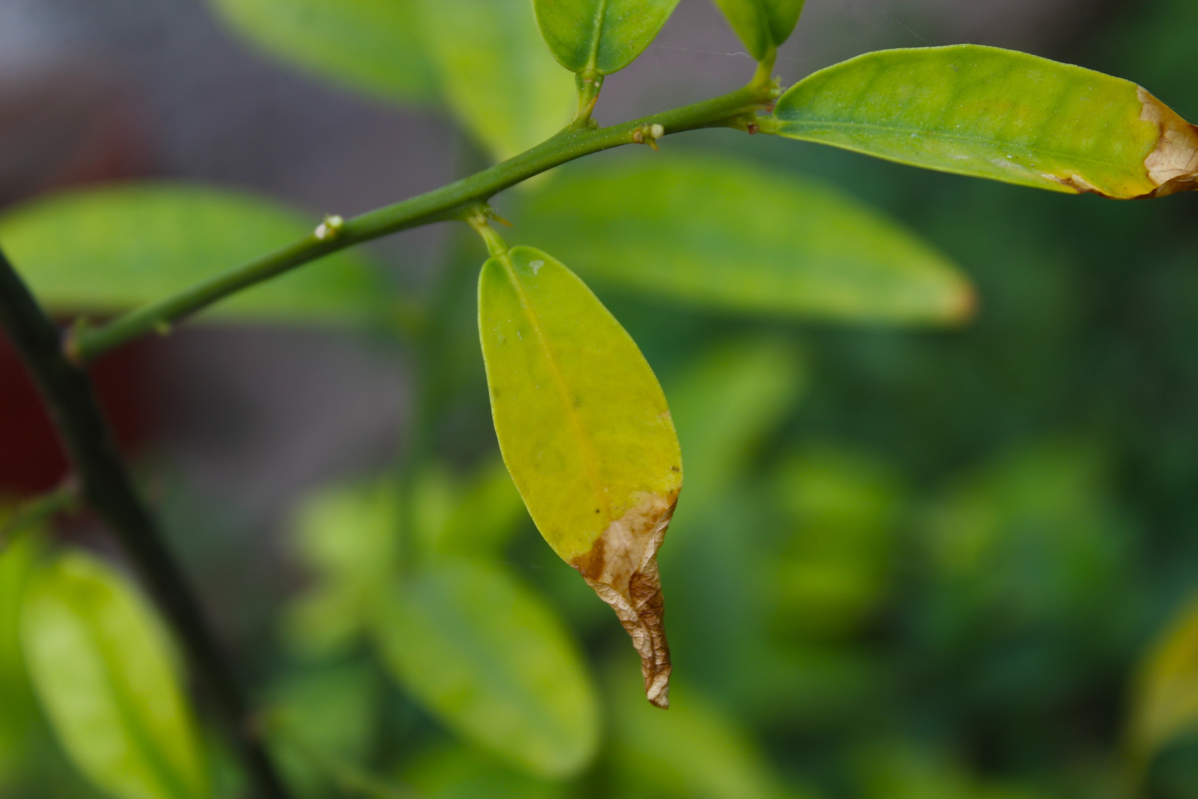 Een citrusblad dat overleid aan de huánglóngbìng ziekte