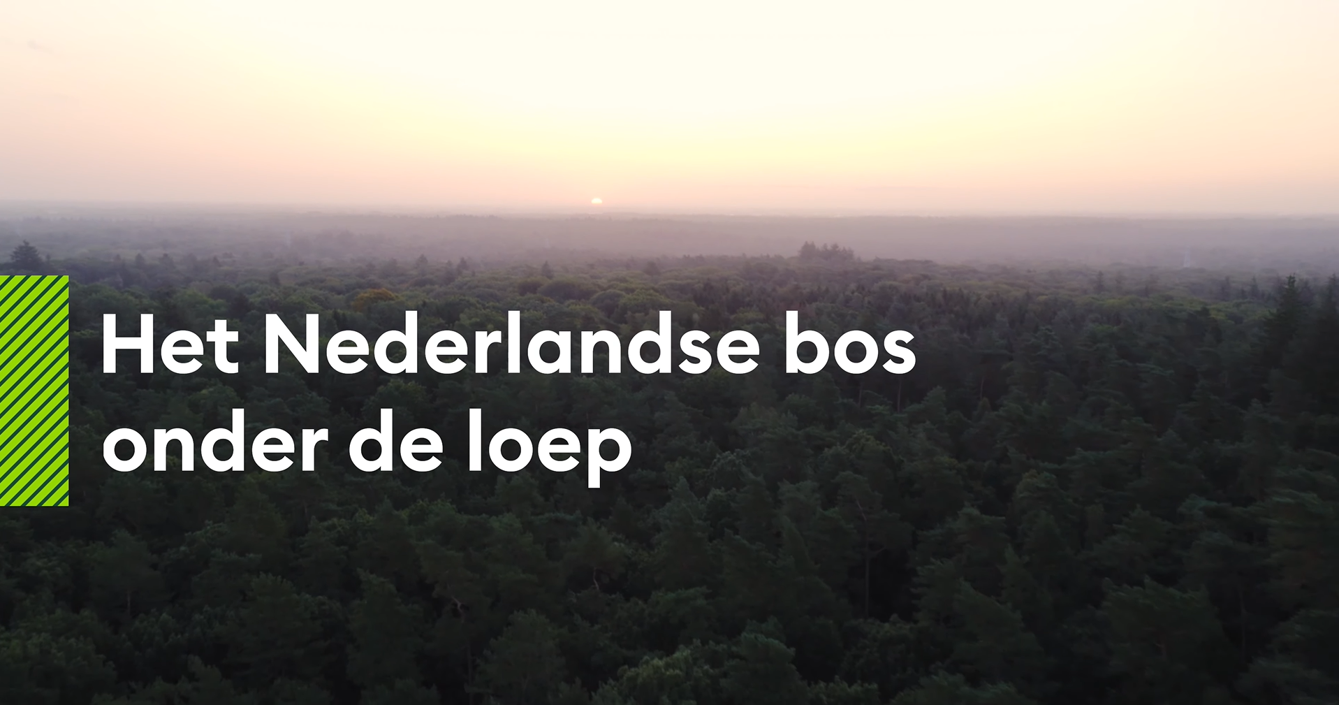Nederlandse Bosinventarisatie