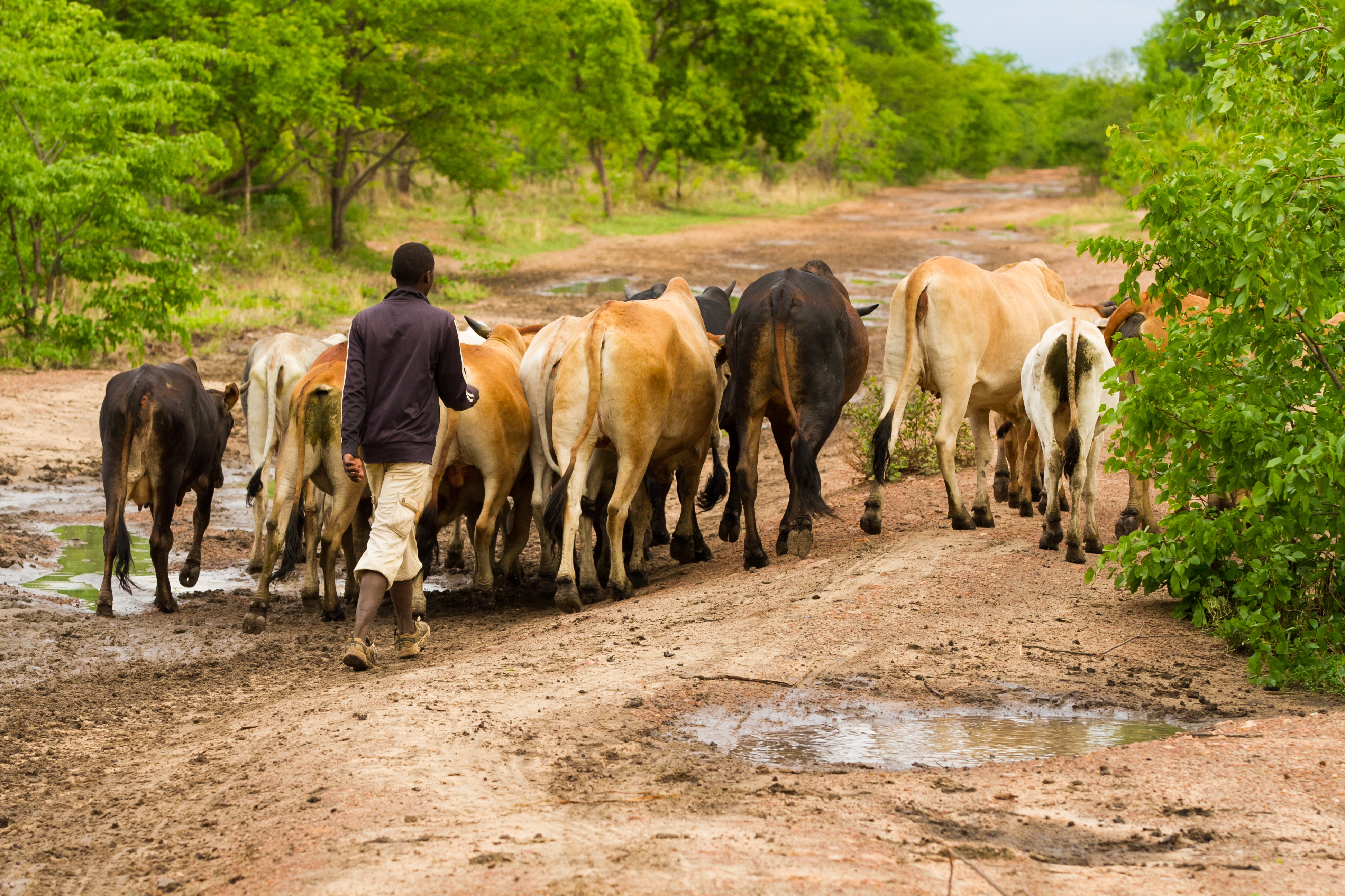 Soortsortering en functionaliteit op gemeenschapsniveau in een natuurlijke microbiële gemeenschap - Experimenten met een traditioneel gefermenteerd zuivel-ecosysteemmodel uit Zambia