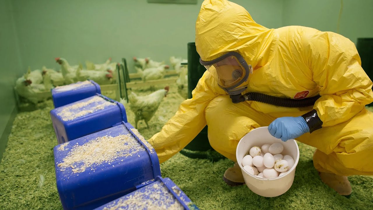Wat als een dierziekte uitbreekt? - WOT-01 Dierziekten