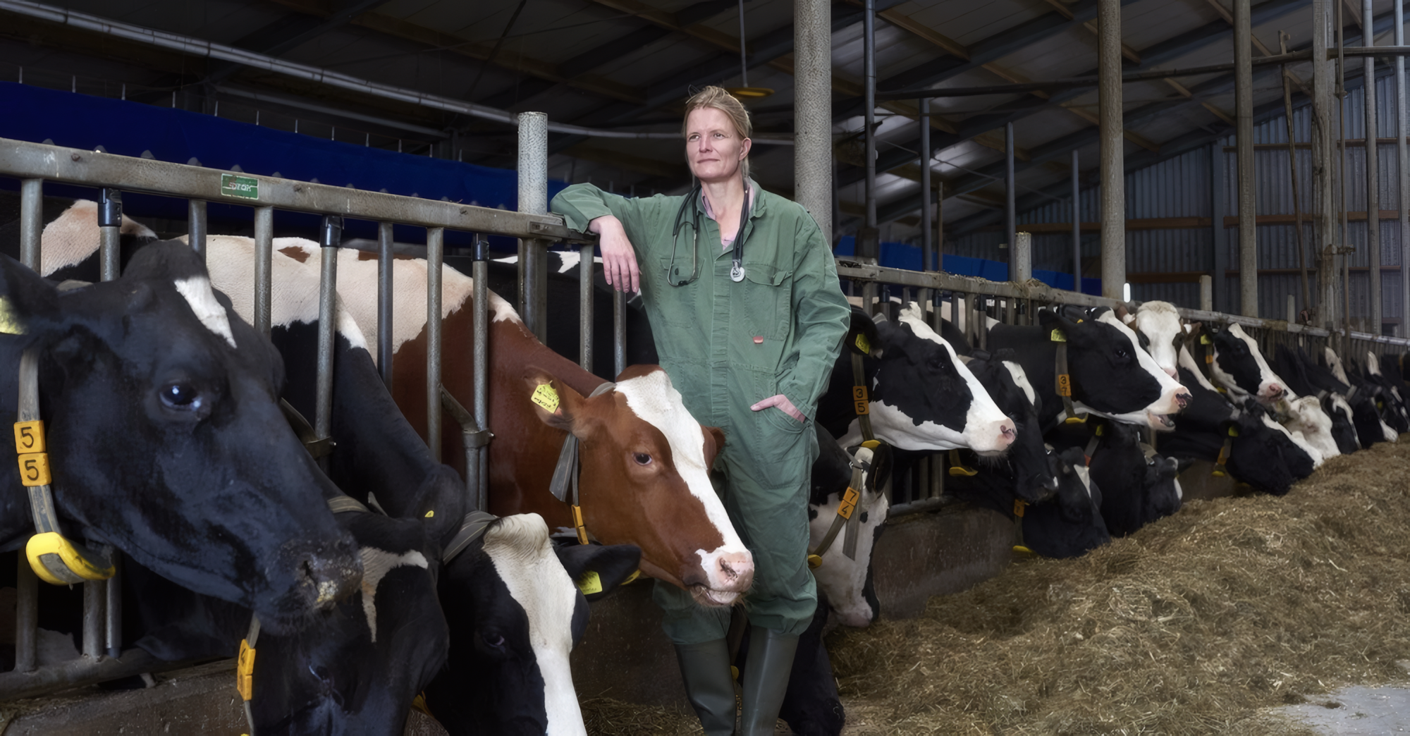 Researcher Ingrid van Dixhoorn stand in between cows