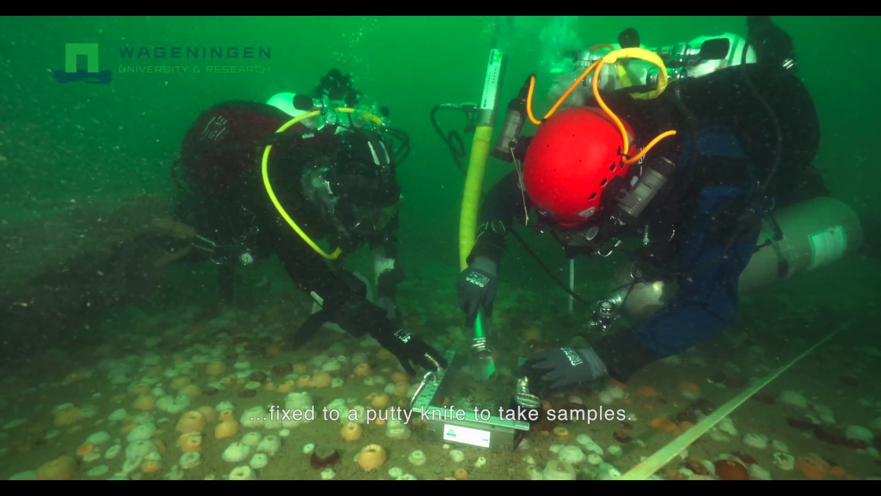 What is the influence of artificial installations on underwater life in the North Sea?