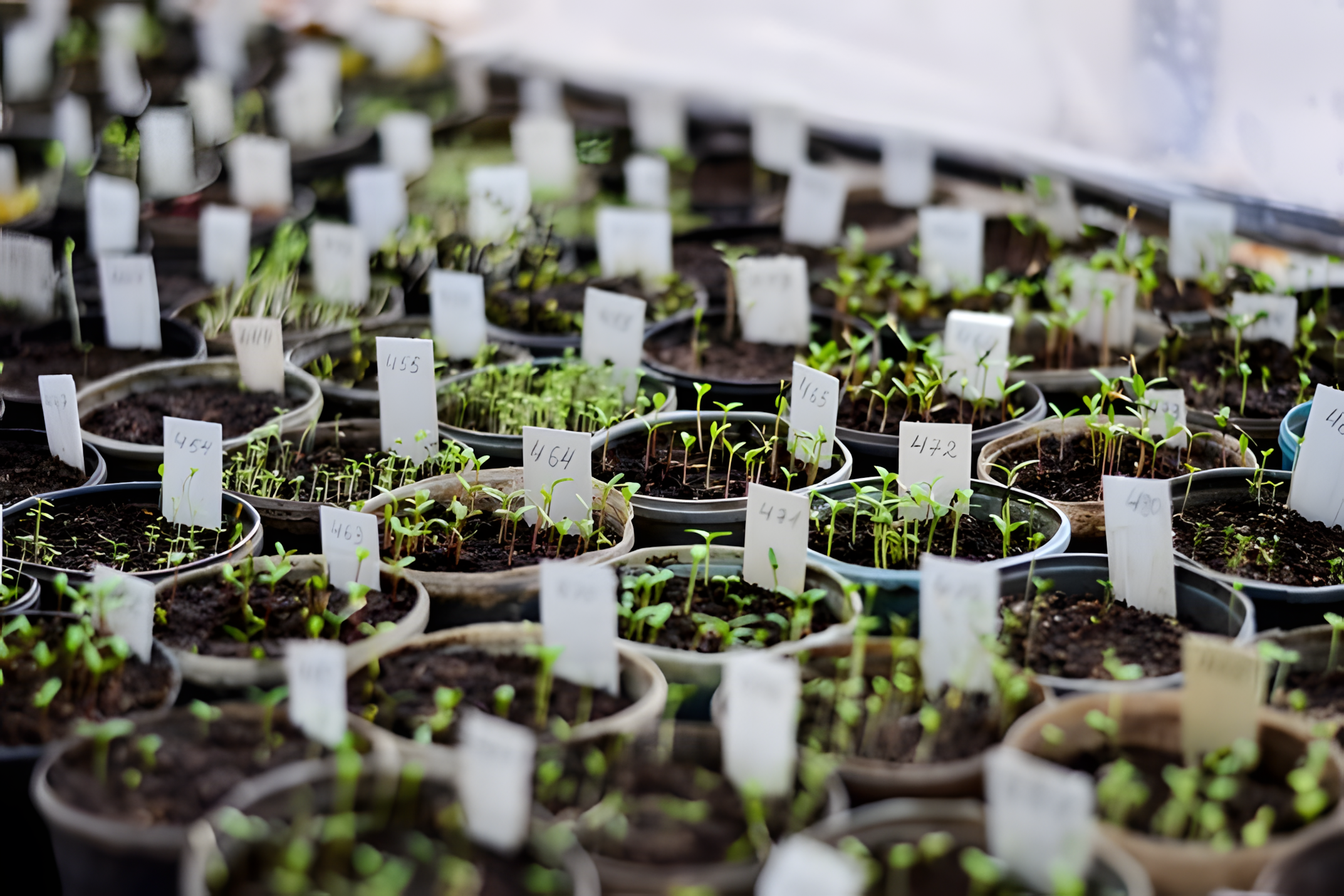 planten in bakjes
